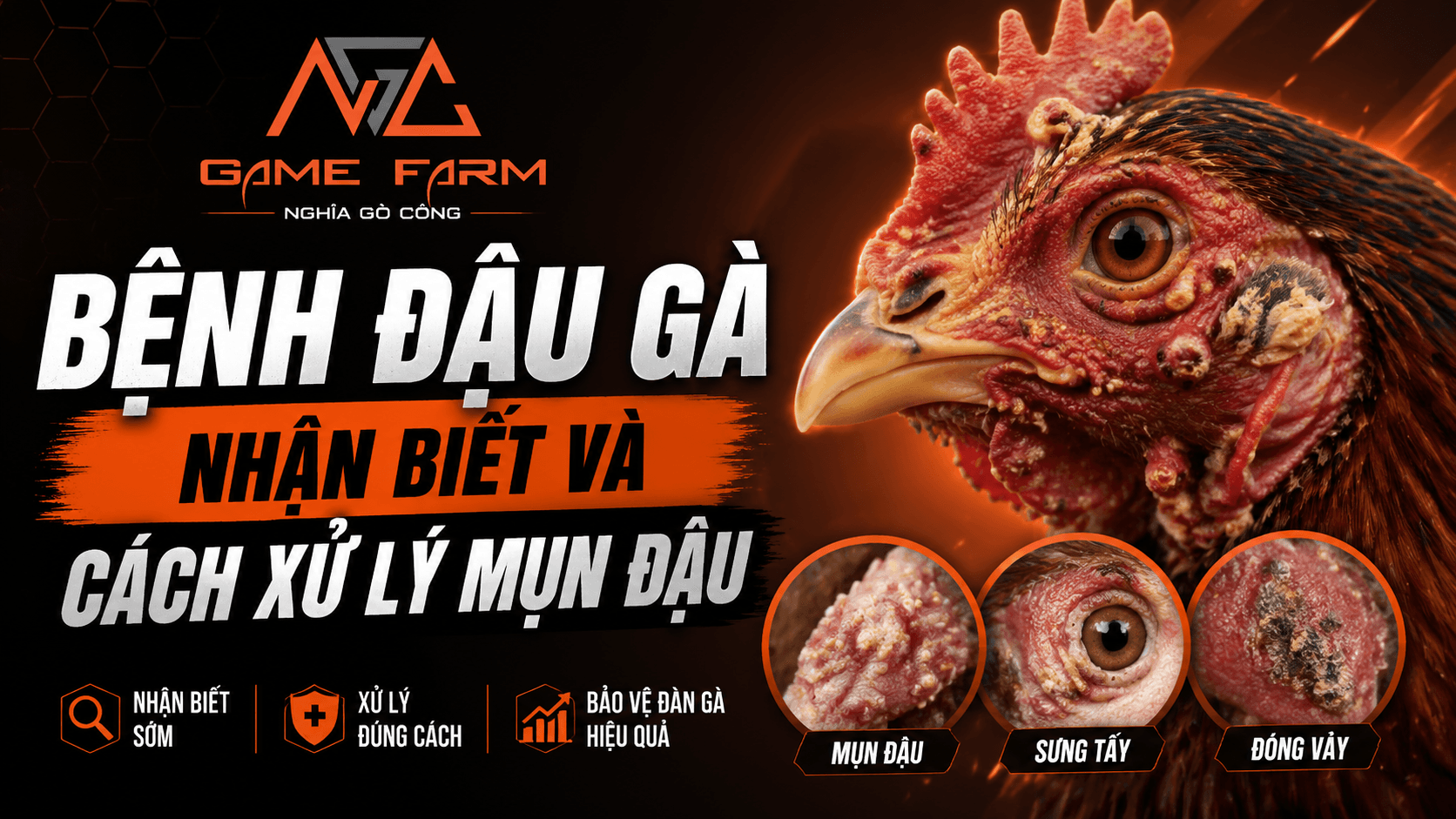 Bệnh đậu gà: Triệu chứng, nguyên nhân và cách trị từ kinh nghiệm trại