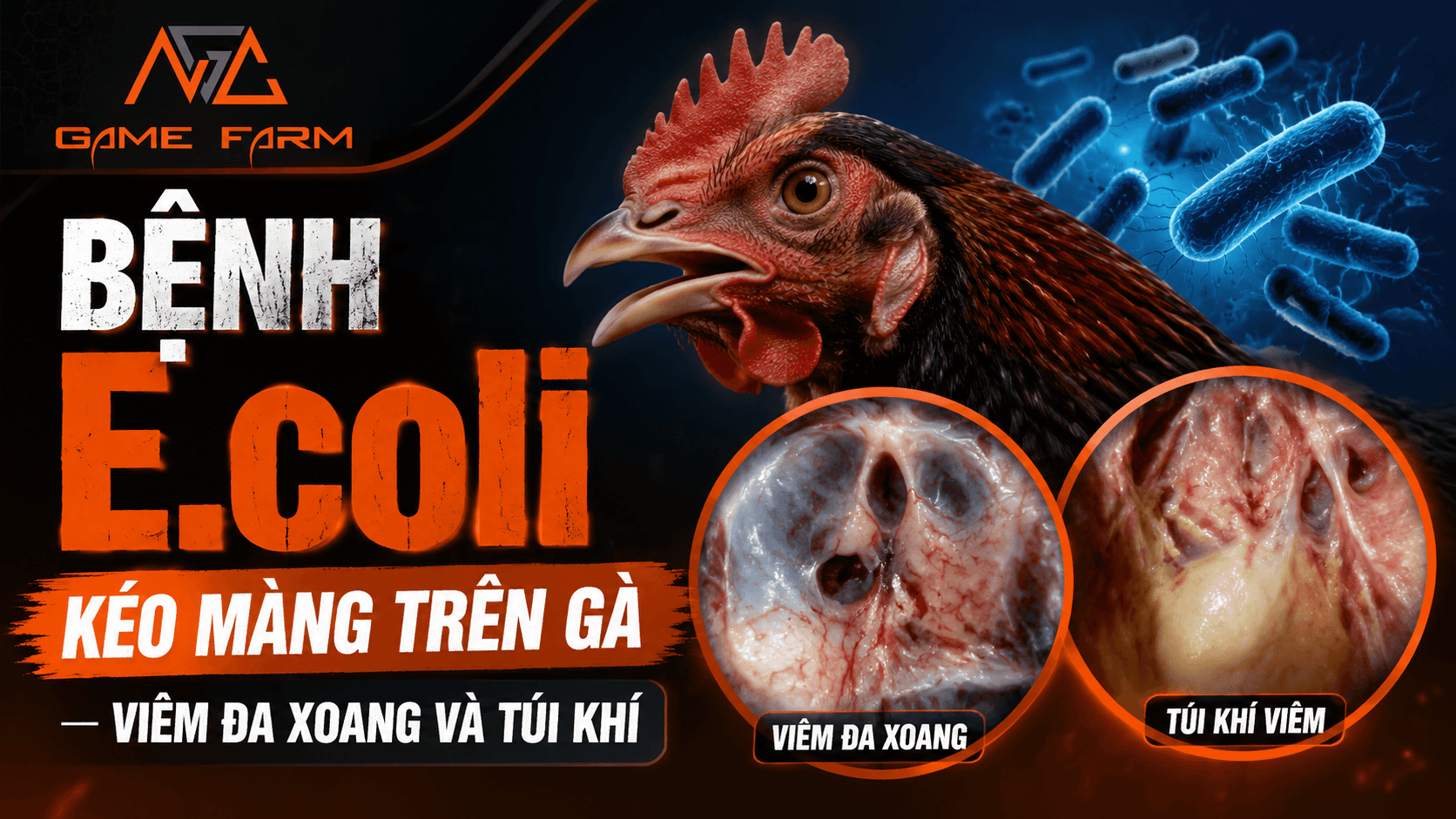 Bệnh E.coli Kéo Màng Trên Gà: Triệu Chứng, Bệnh Tích Mổ Khám và Phác Đồ Điều Trị