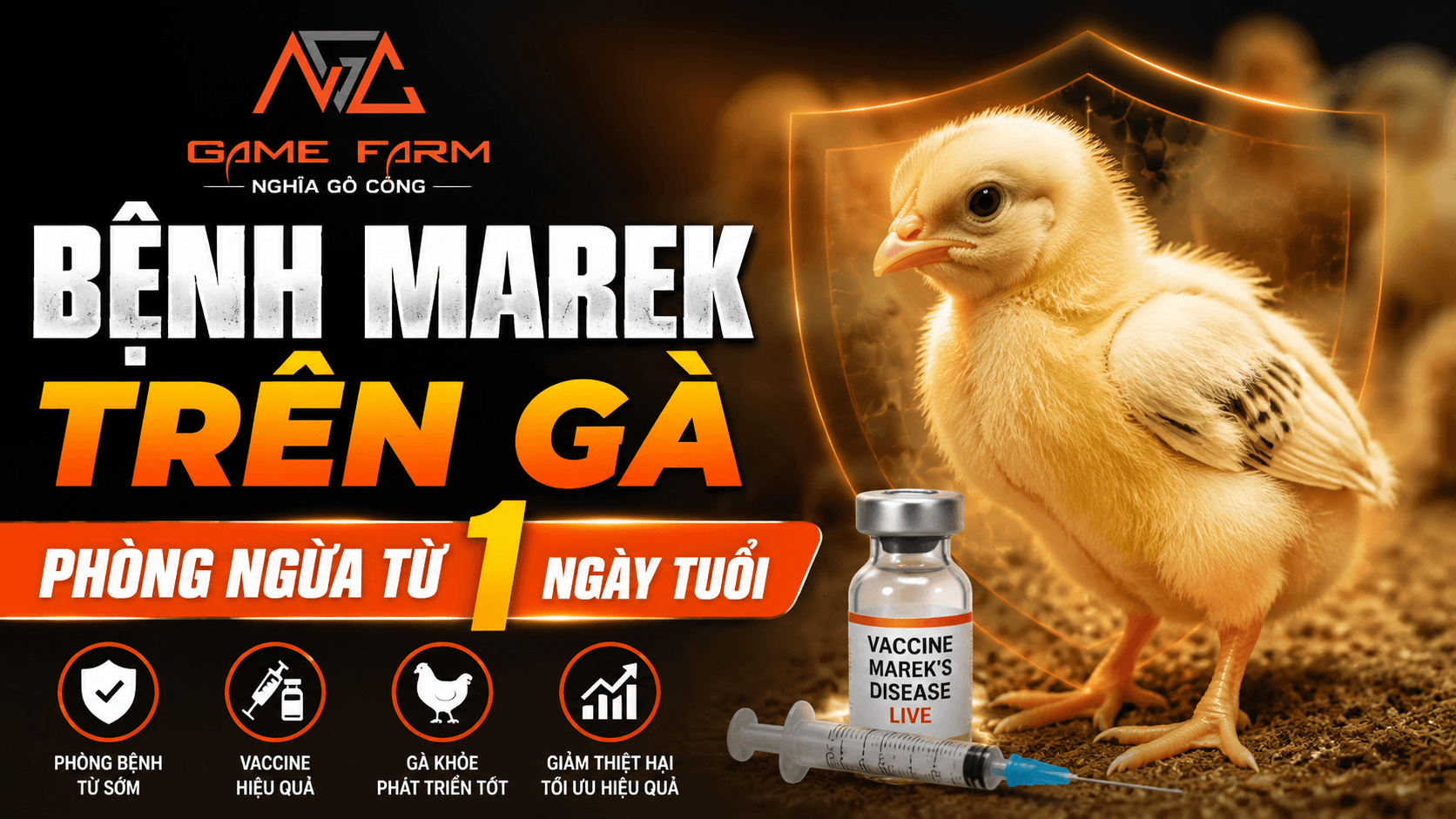 Bệnh Marek ở gà: triệu chứng, vaccine và cách phòng ngừa từ 1 ngày tuổi