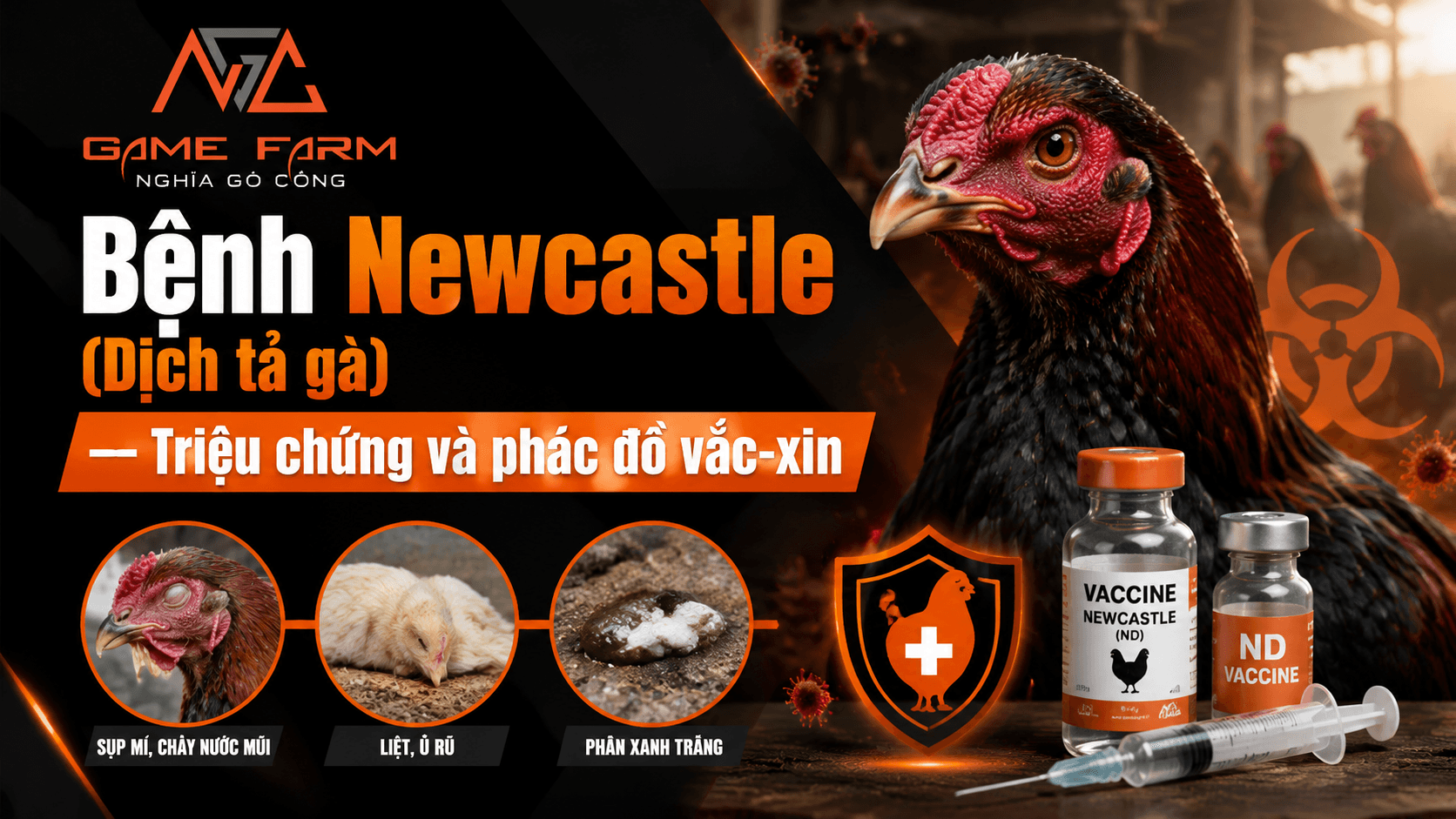 Bệnh Newcastle (Gà Rù): Triệu Chứng, Phác Đồ Điều Trị và Lịch Vắc-xin 2026