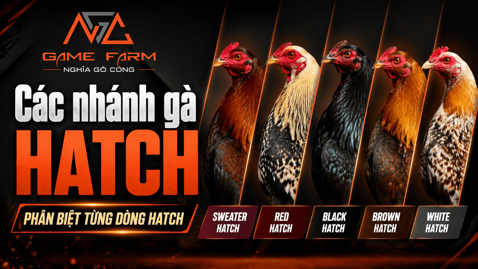 Các Nhánh Gà Hatch — Phân Biệt McLean, Leiper, Blueface và Yellow Leg Từ Gốc Đến Ngọn