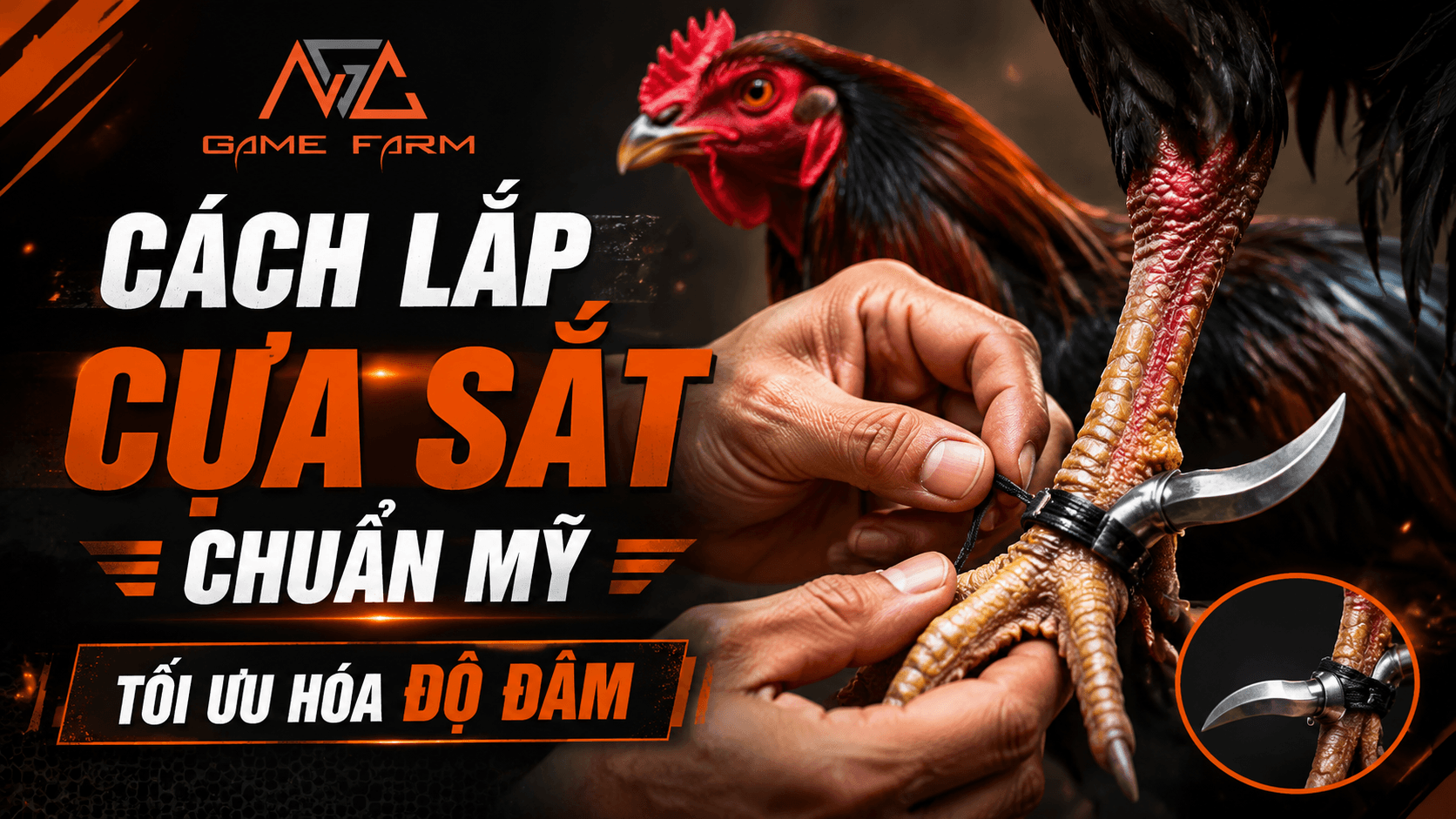 Cách lắp cựa sắt chuẩn Mỹ cho gà chiến: Hướng dẫn từ Trại Gò Công