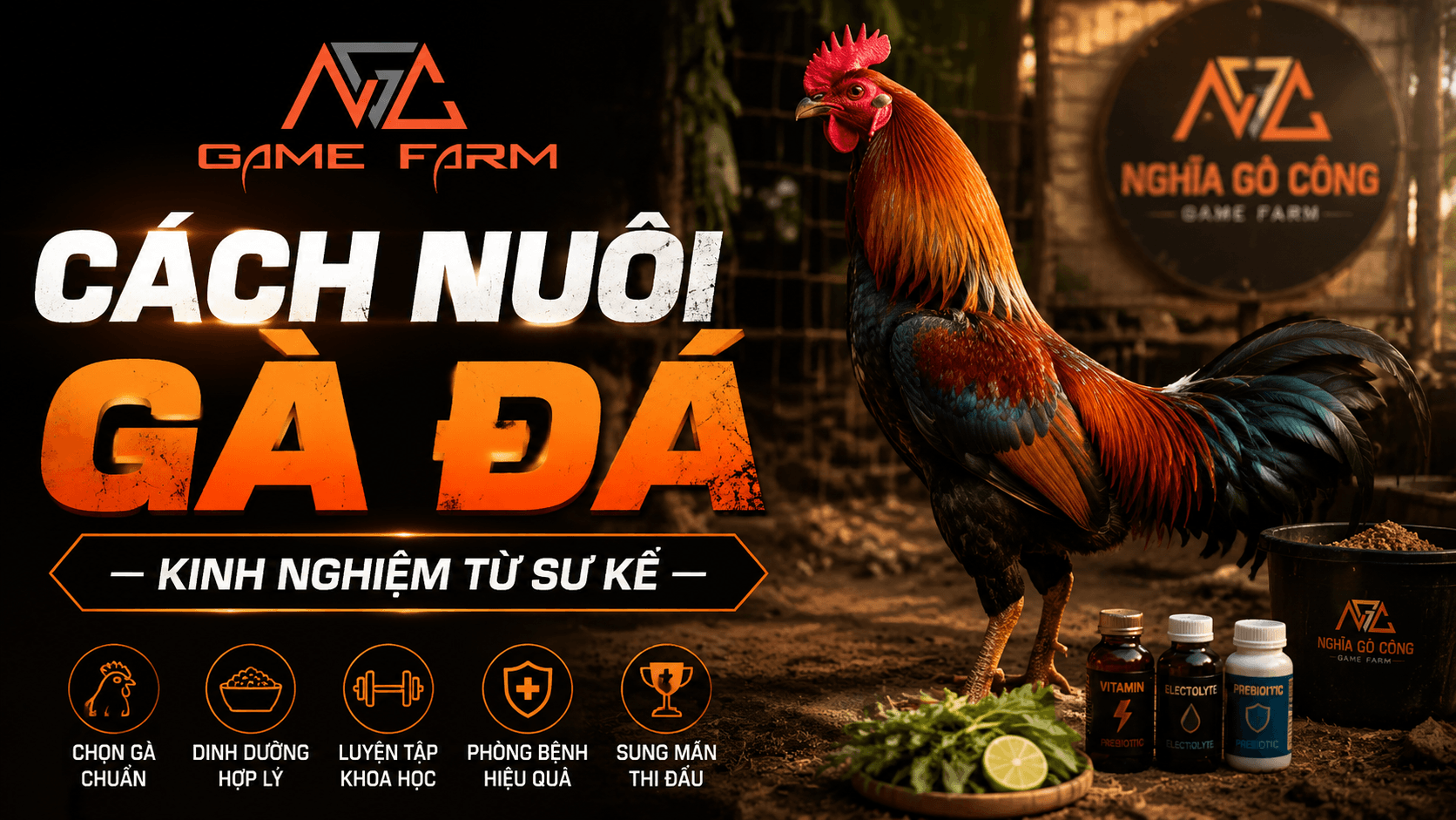 Cách Nuôi Gà Đá Từ A Đến Z: Chọn Giống, Dinh Dưỡng, Tập Luyện Và Phòng Bệnh