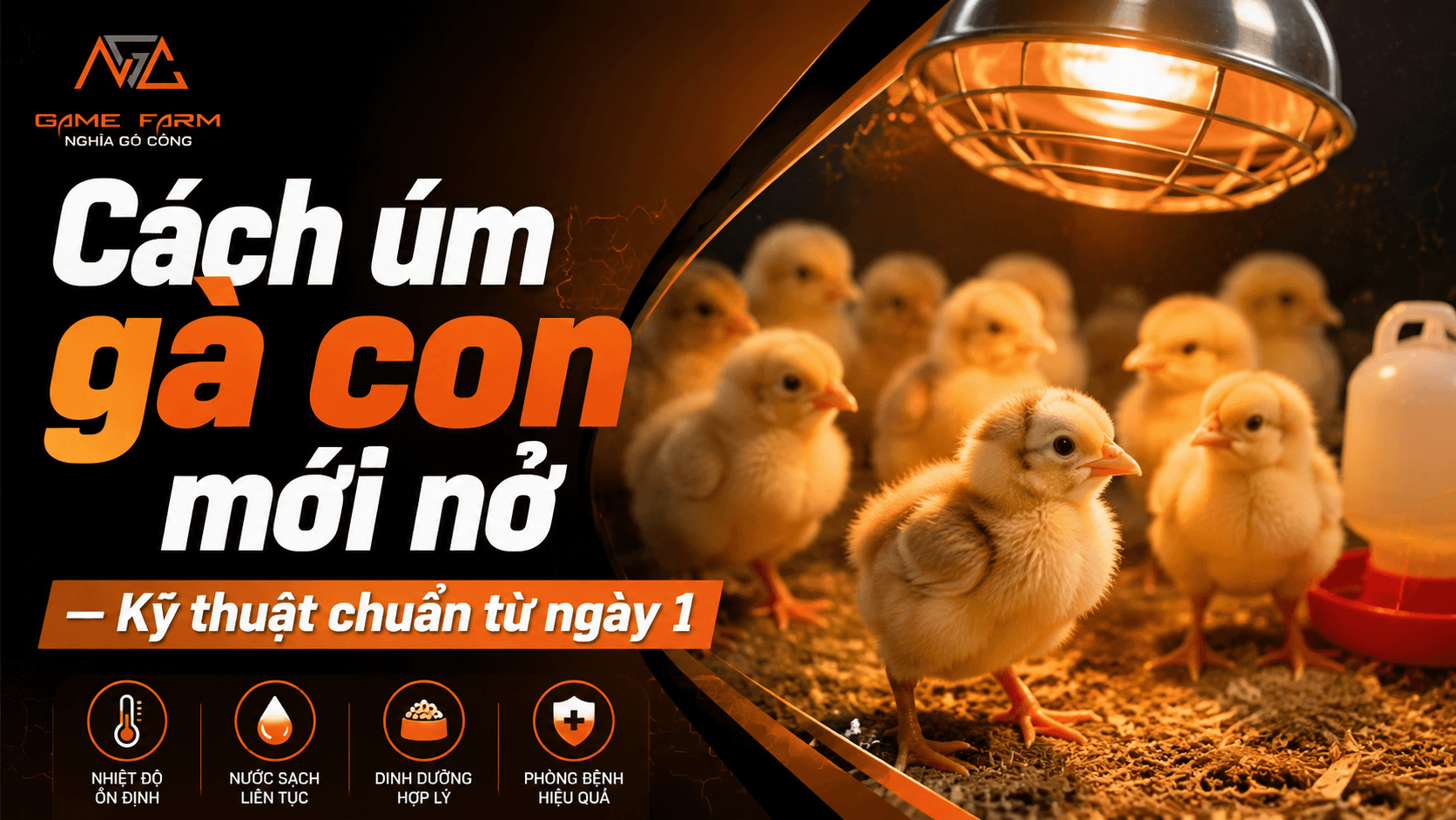 Cách úm gà con mới nở: kỹ thuật chuẩn từ ngày 1 đến hết tuần 4