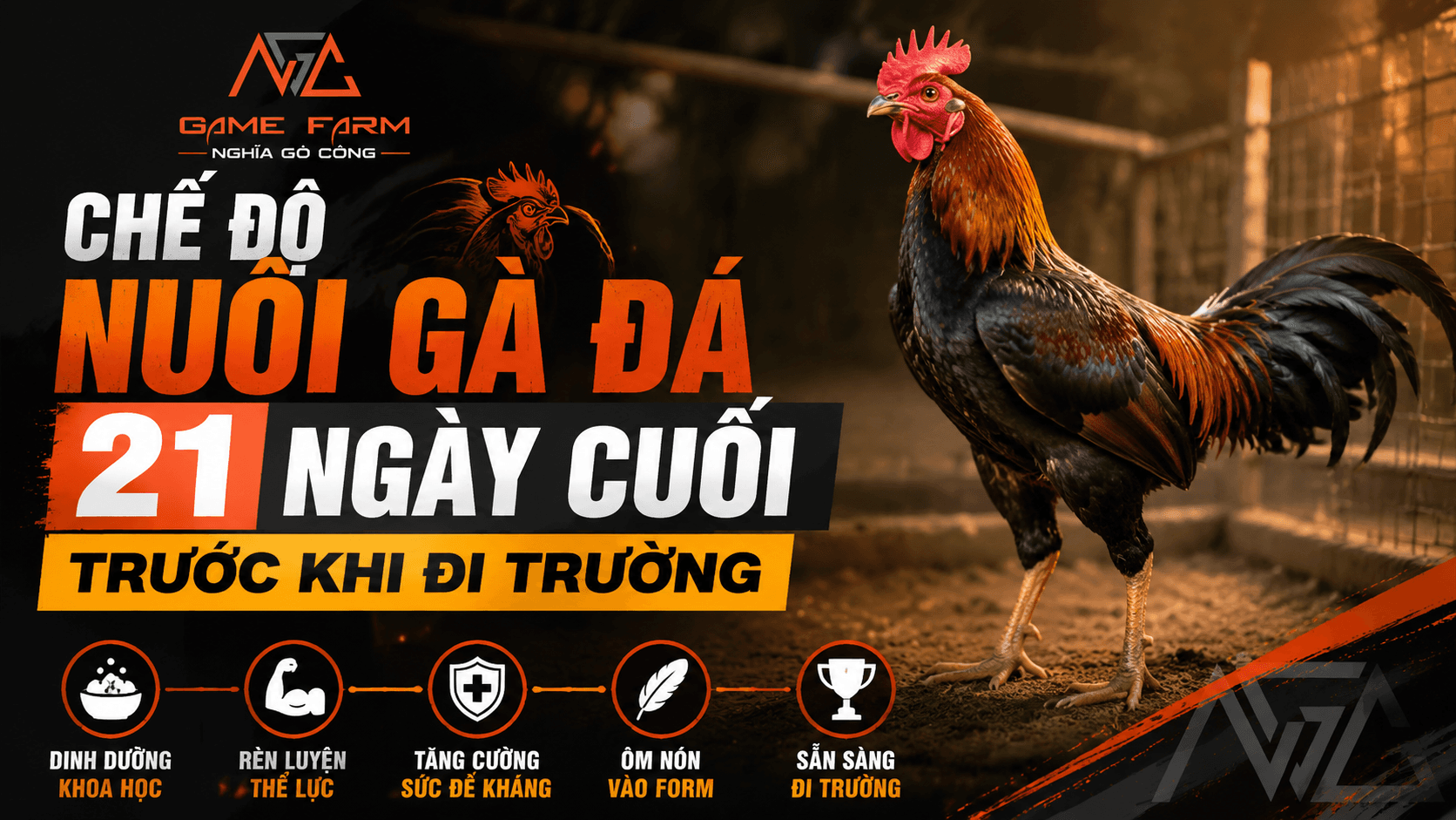 Chế Độ Nuôi Gà Đá: Lịch Trình 21 Ngày Cuối Trước Khi Đi Trường