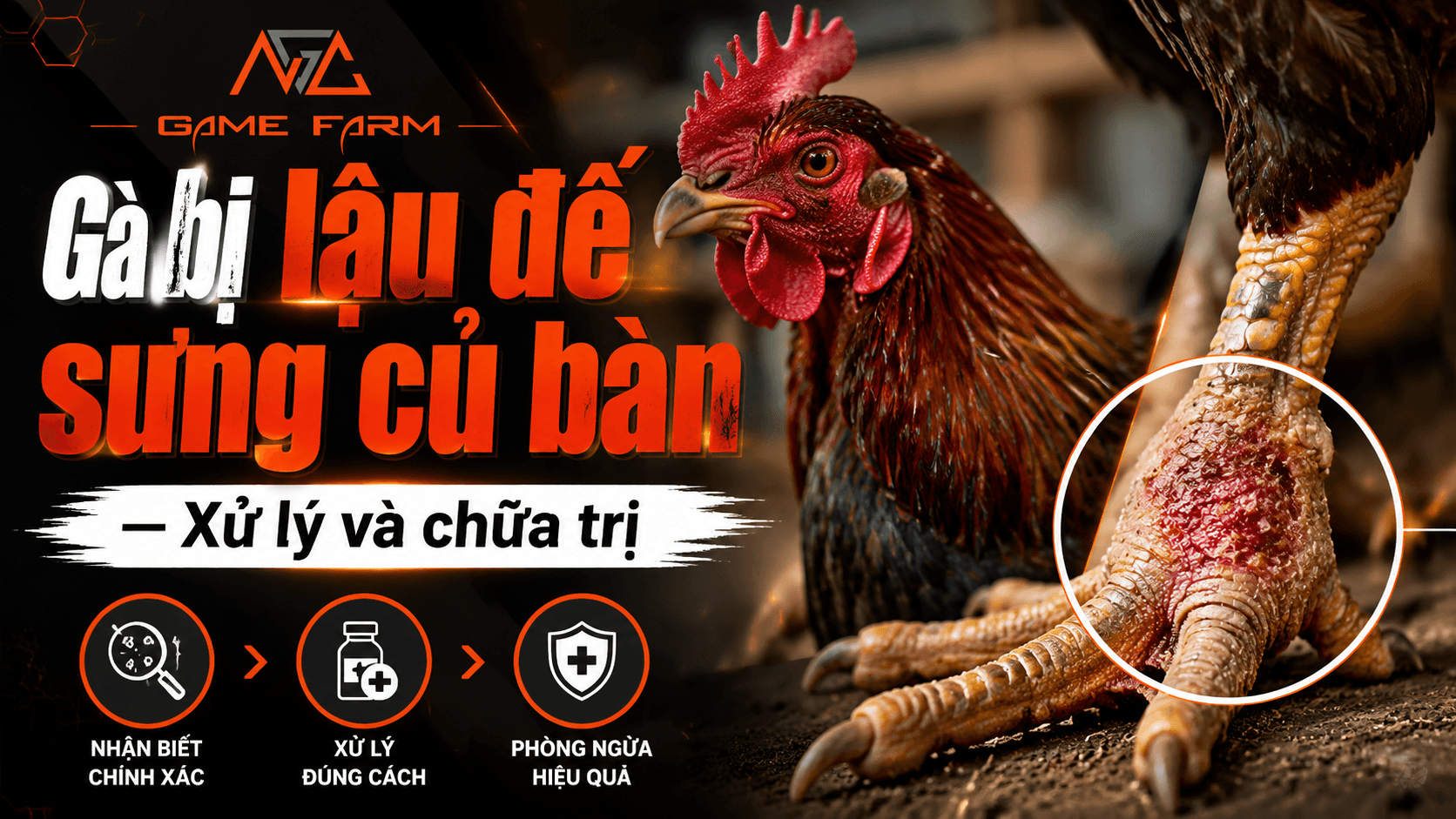 Gà bị lậu đế sưng củ bàn: Cách nhận biết, mổ ké chậu và phác đồ chữa trị