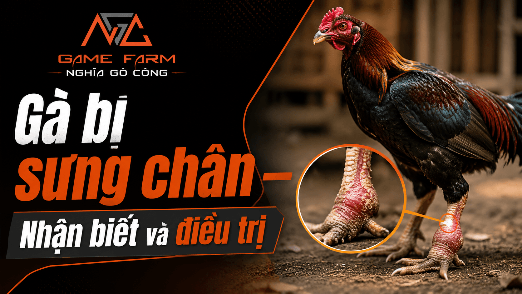 Gà Bị Sưng Chân — Nguyên Nhân Và Cách Điều Trị Dứt Điểm