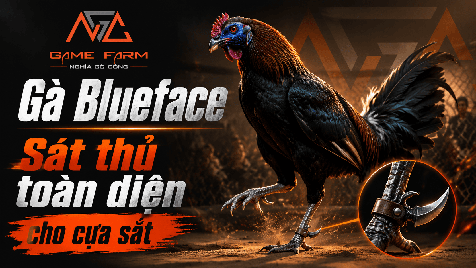 Gà Blueface: Dòng Hatch mặt xanh tái chuyên đâm sâu bằng cựa sắt