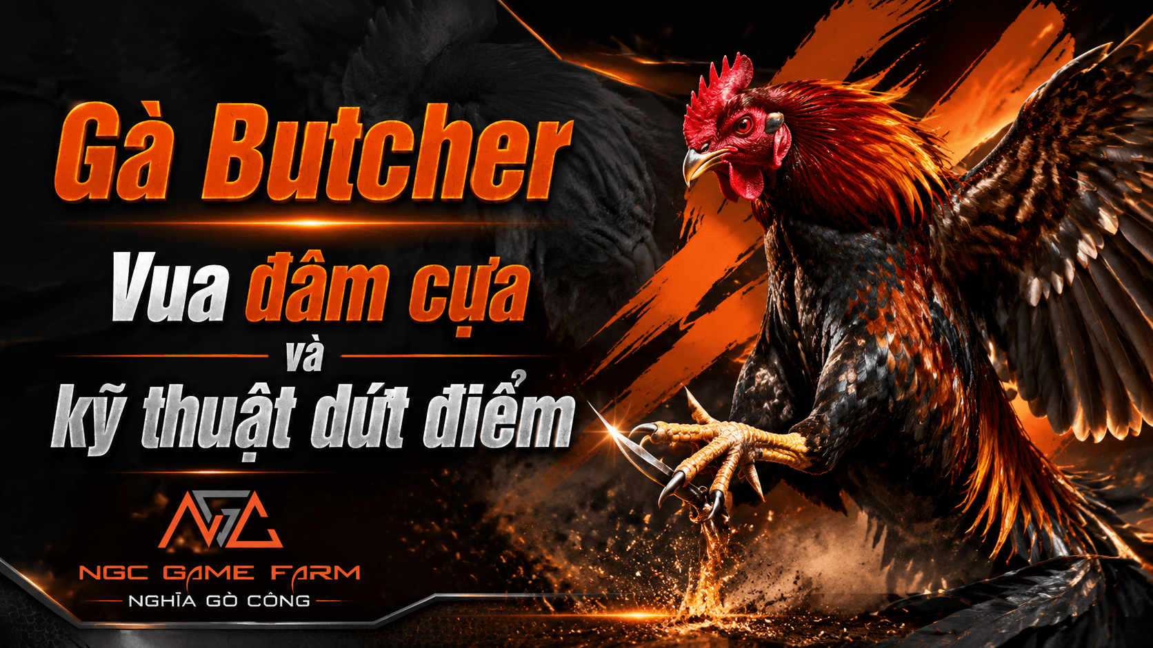 Gà Butcher là gì: Nguồn gốc, đặc điểm và cách nhận biết dòng gà Mỹ đòn nặng