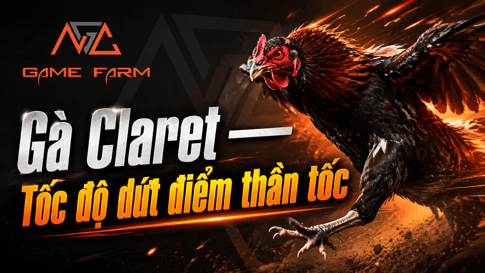 Gà Claret Là Gì? Nguồn Gốc, Đặc Điểm và Phong Cách Chiến Đấu
