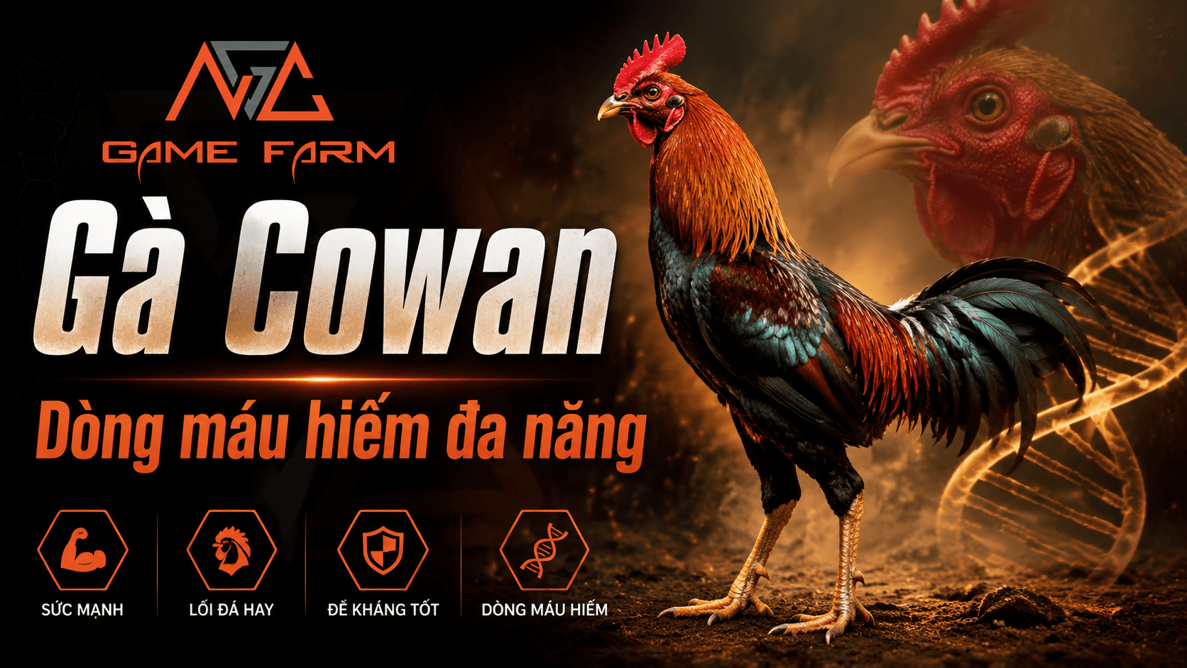 Gà Cowan — Dòng Roundhead Huyền Thoại Từ Alabama Đến Đấu Trường Việt Nam