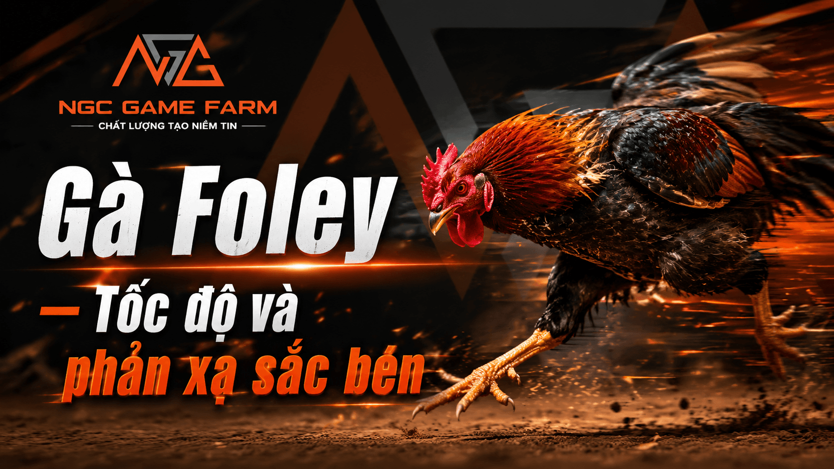 Gà Foley — Dòng Máu Gốc Tạo Nên Huyền Thoại Albany