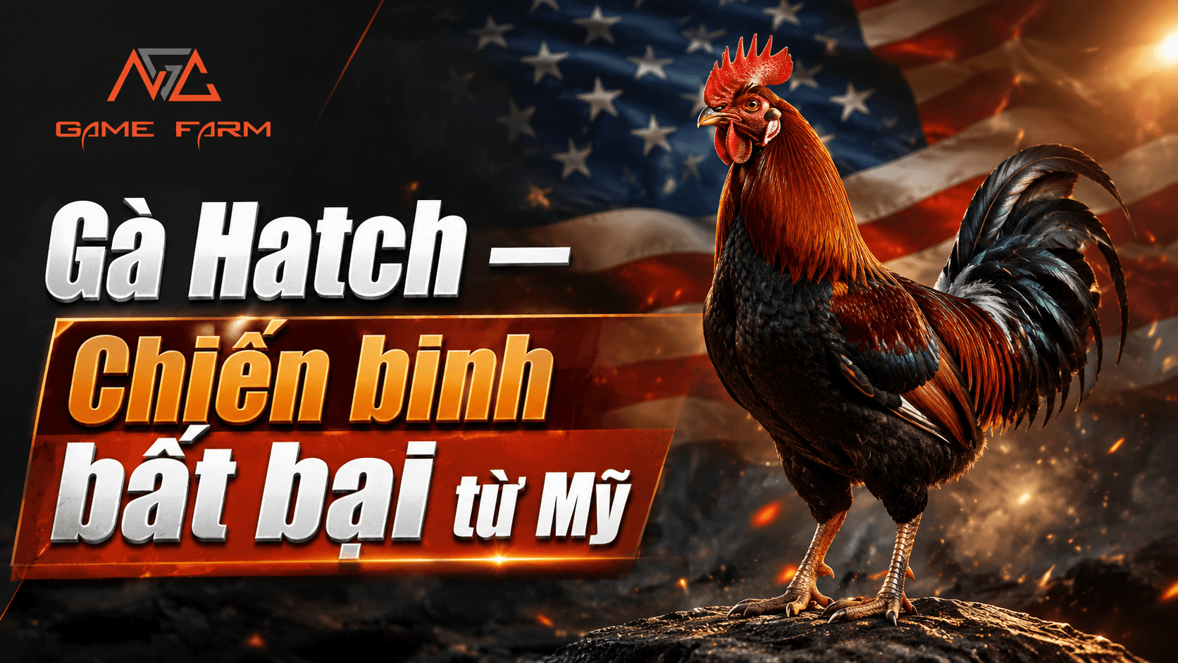 Gà Hatch Là Gì? Đặc Điểm, Phong Cách Thi Đấu và Cách Chọn Thuần Chủng