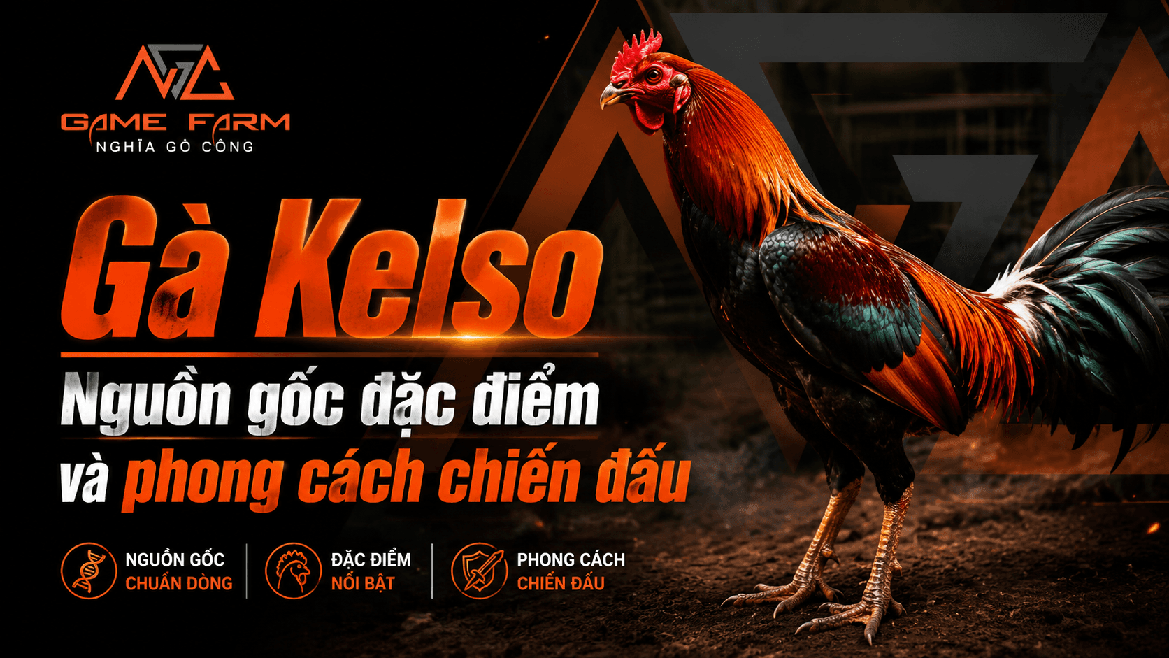 Gà Kelso Là Gì? Nguồn Gốc, Đặc Điểm và Phong Cách Thi Đấu