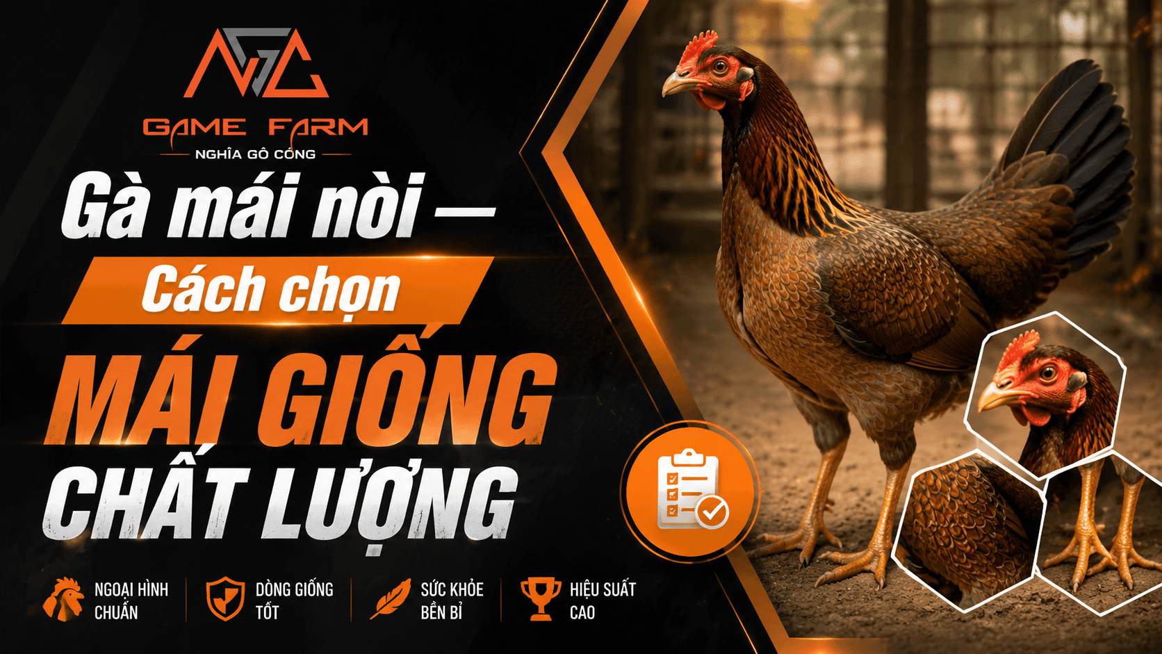 Gà Mái Nòi: Đặc Điểm Nhận Biết, Cách Chọn Mái Giống và Bảng Giá