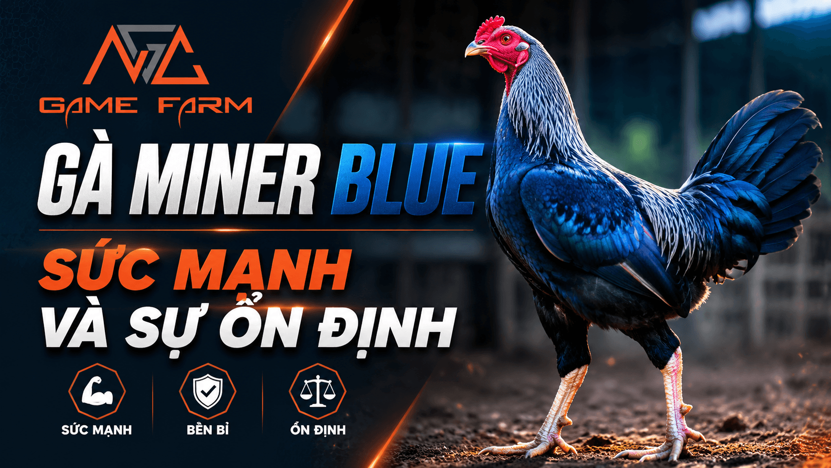Gà Miner Blue: Nguồn Gốc, Đặc Điểm và Phong Cách Chiến Đấu