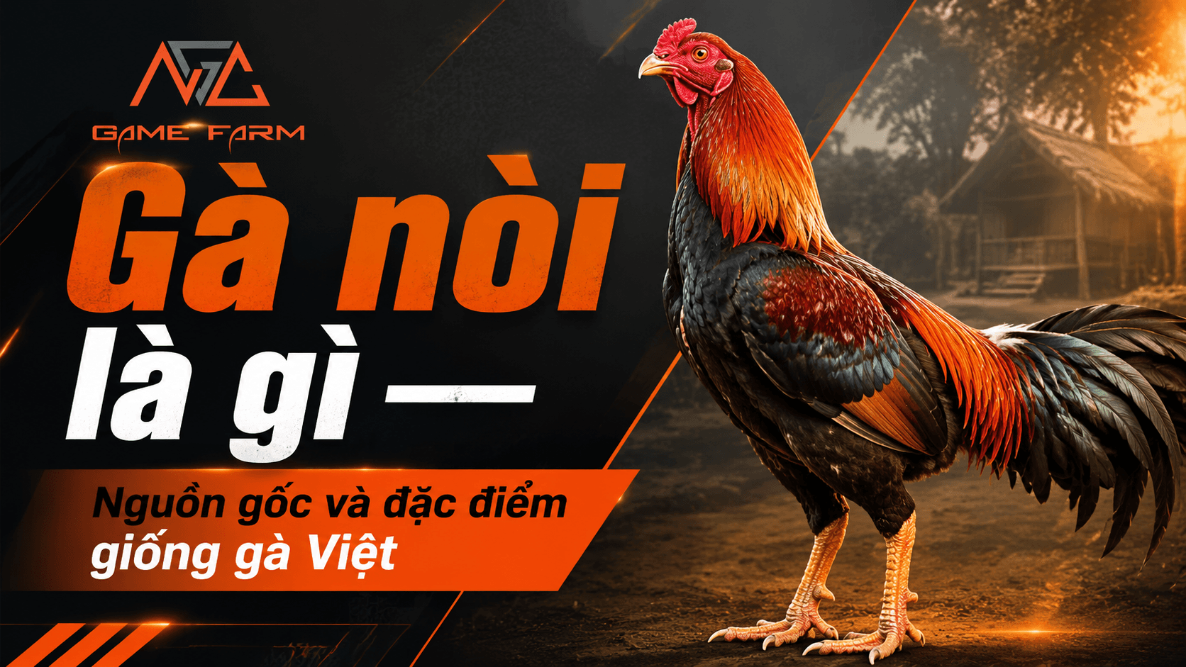 Gà nòi là gì? Nguồn gốc, đặc điểm và phân loại giống gà Việt