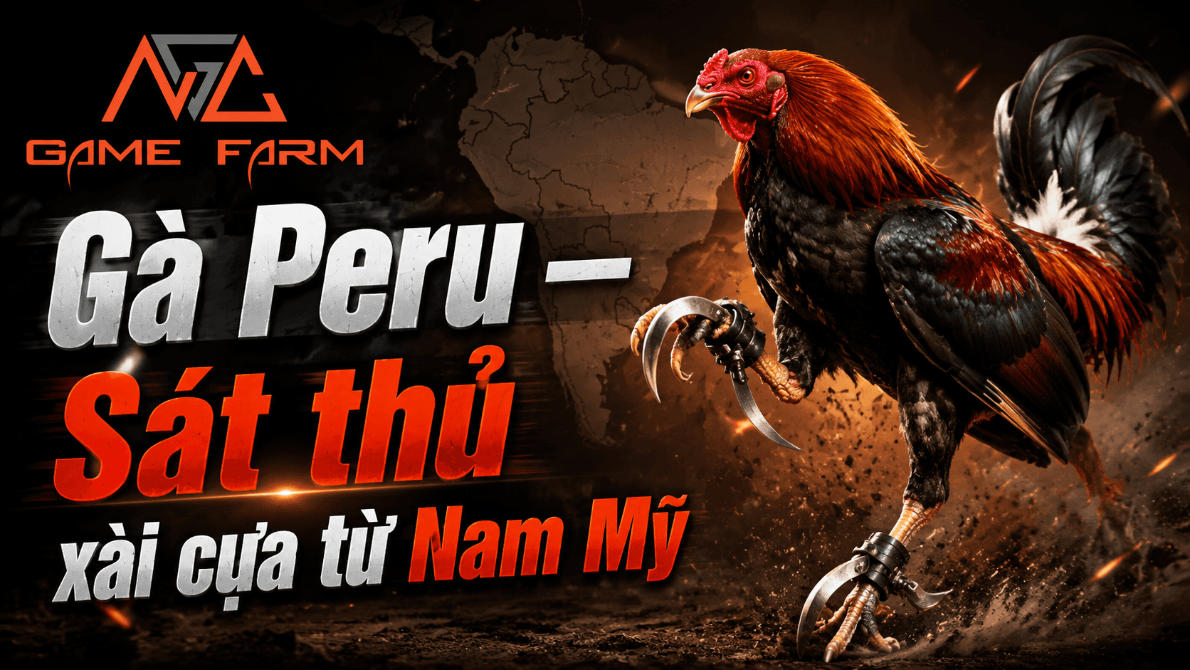 Gà Peru: Nguồn Gốc, Đặc Điểm và Phong Cách Chiến Đấu