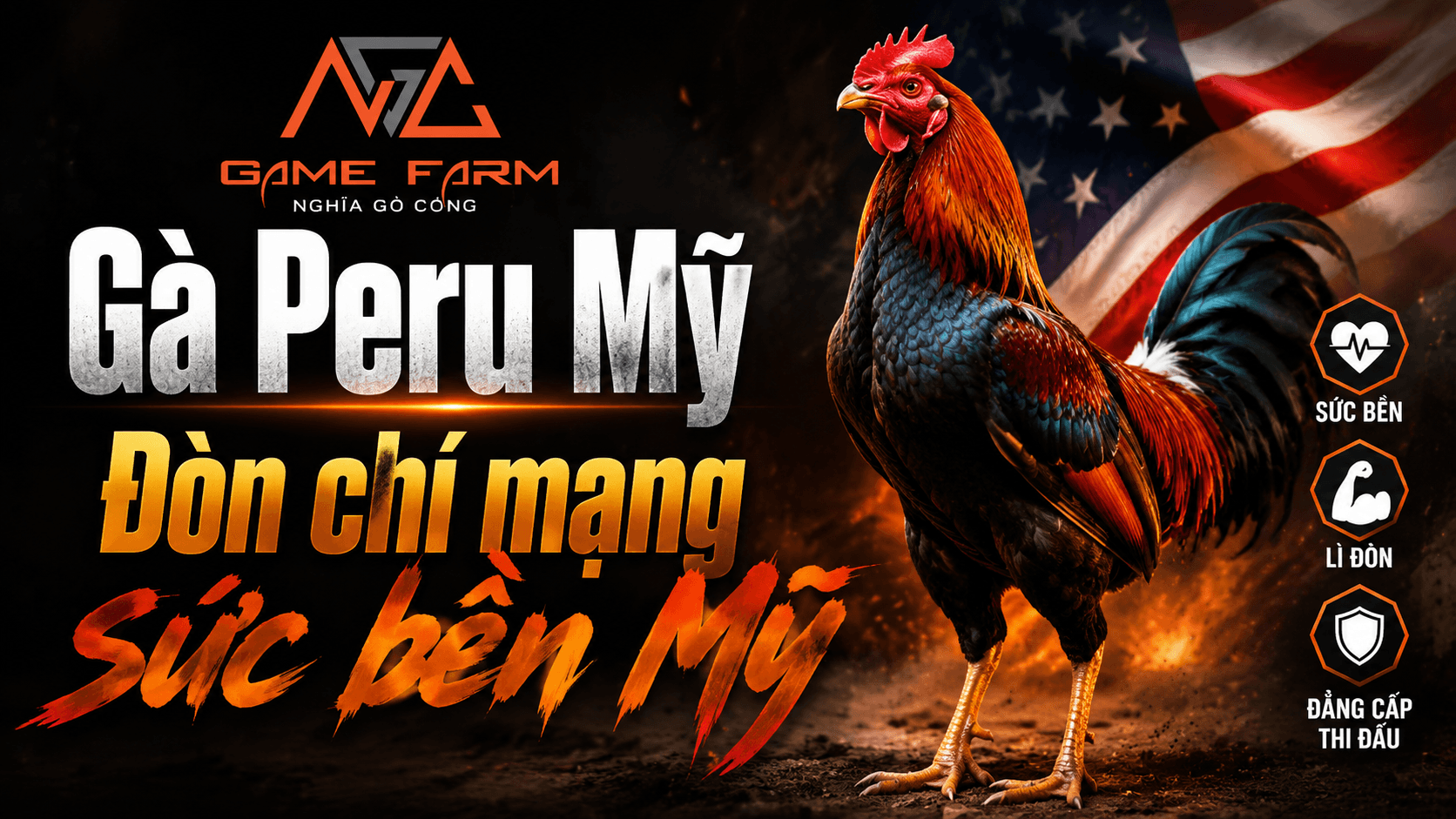 Gà Peru Mỹ Là Gì? Đặc Điểm, Lối Đá và Cách Chọn Con Thuần