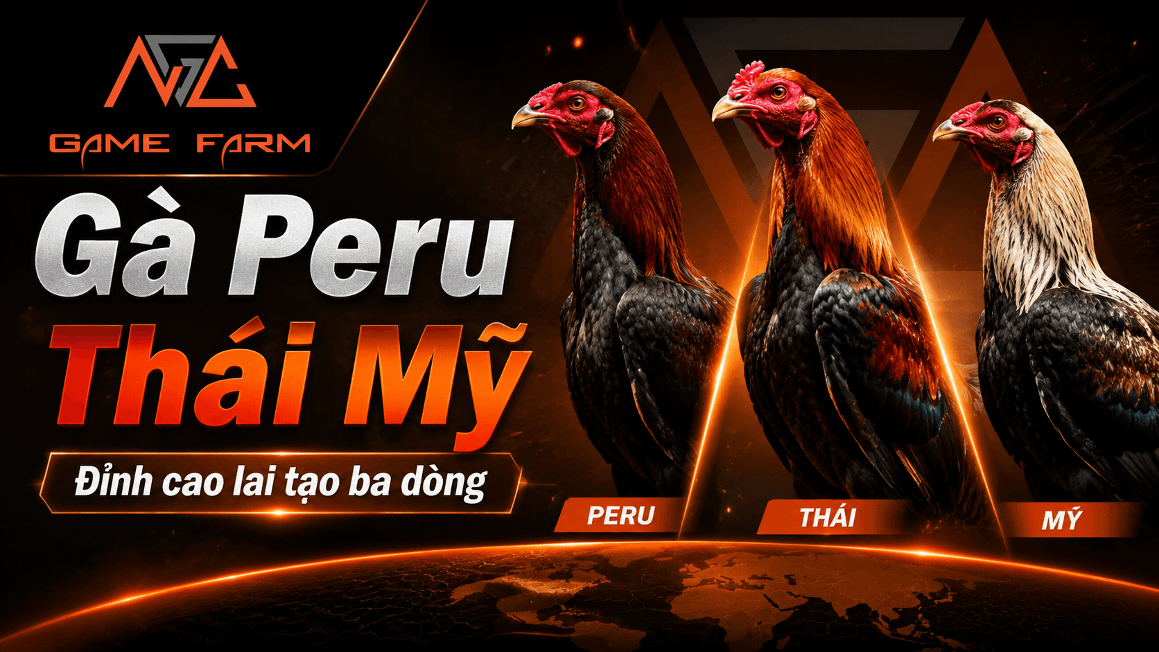 Gà Peru Thái Mỹ: Đặc Điểm, Công Thức Lai Tạo và Cách Chọn Gà Chuẩn 3 Dòng Máu