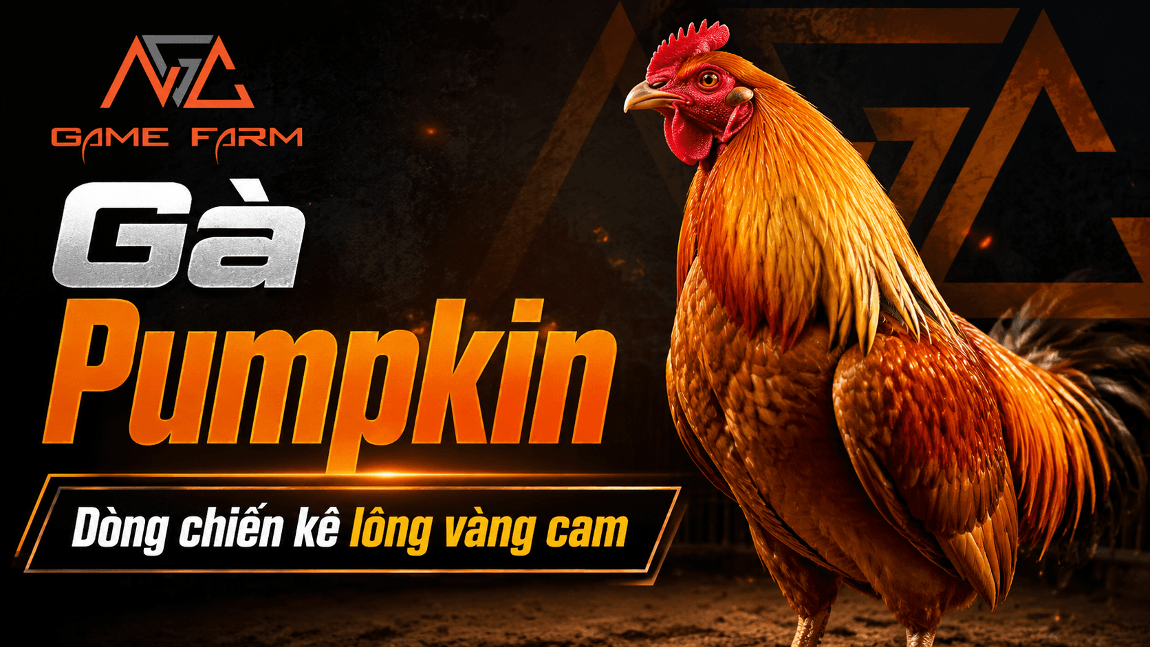 Gà Pumpkin — Chiến Kê Mỹ Với Lối Đá Vút Cao Lao Xuống