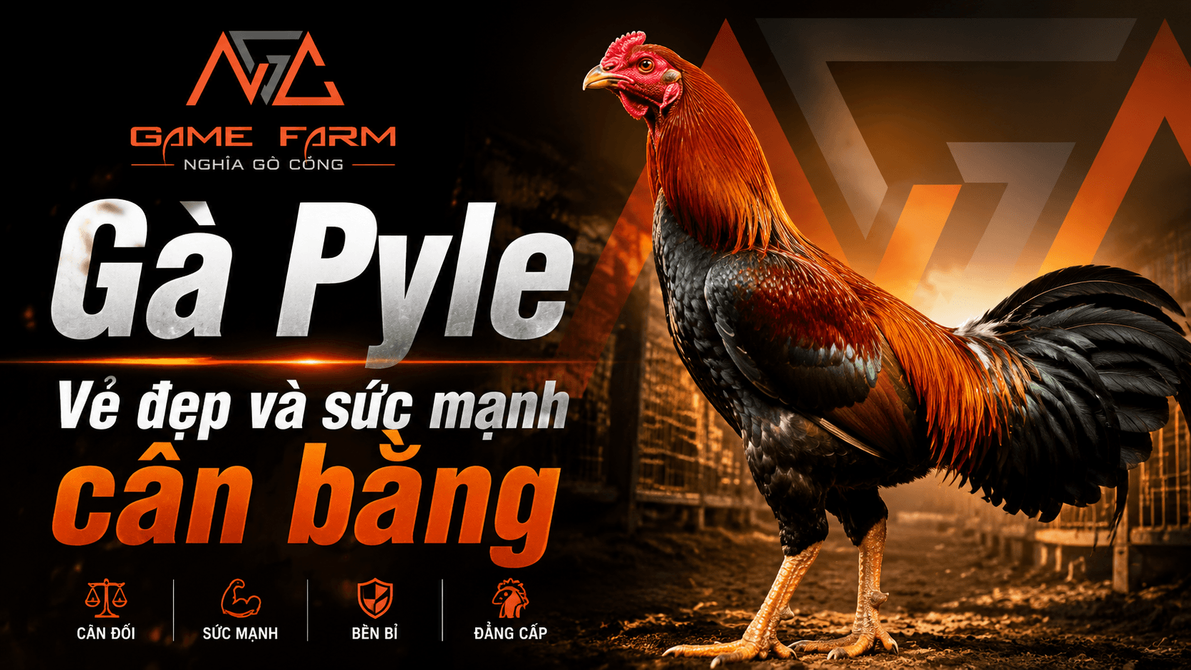 Gà Pyle — Dòng Gà Bướm Mỹ Với Huyết Thống Bobby Boles