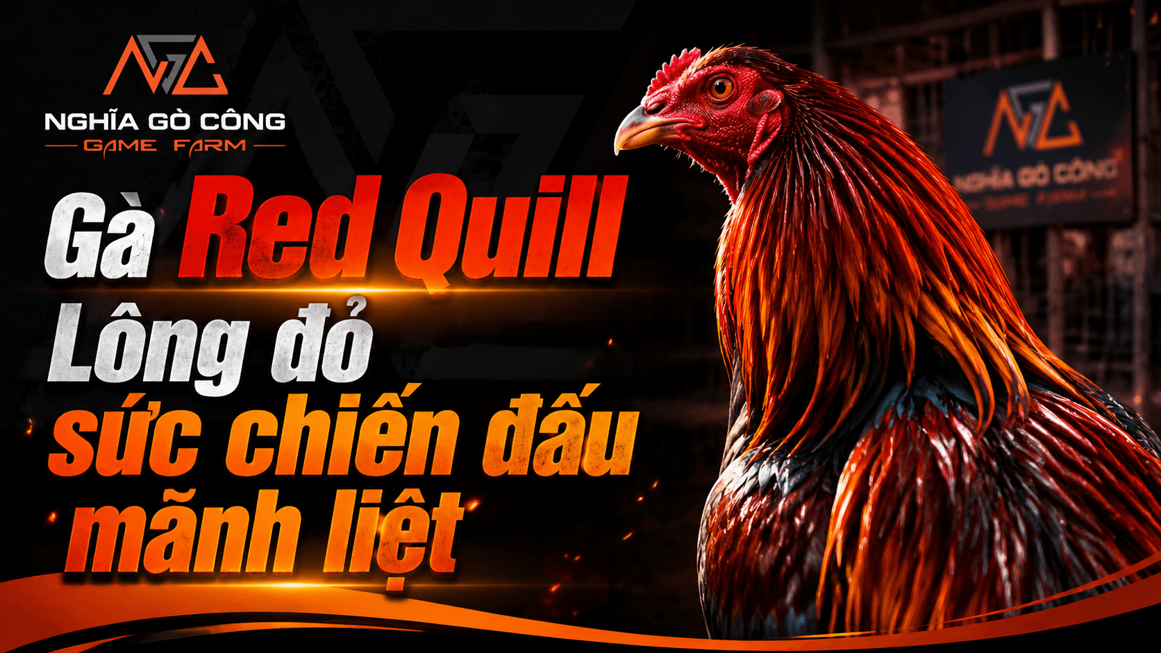Gà Red Quill — Chiến Kê Tư Duy Từ Huyết Hệ Eslin