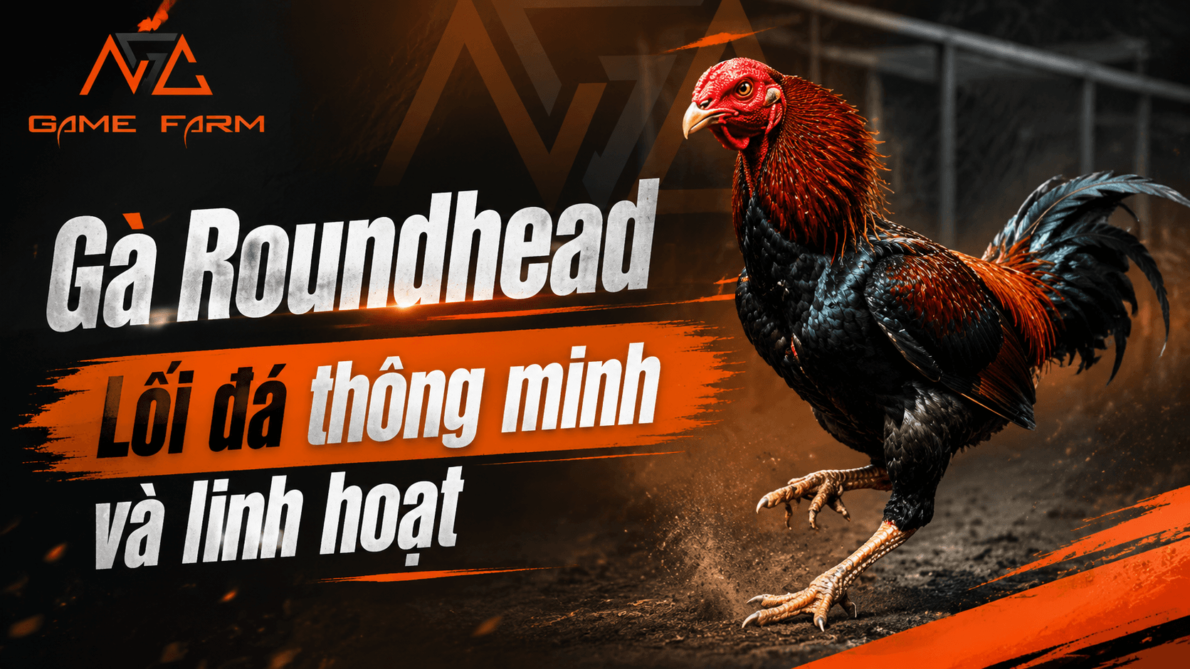 Gà Roundhead: Nguồn Gốc, Đặc Điểm & Bảng Giá 2026