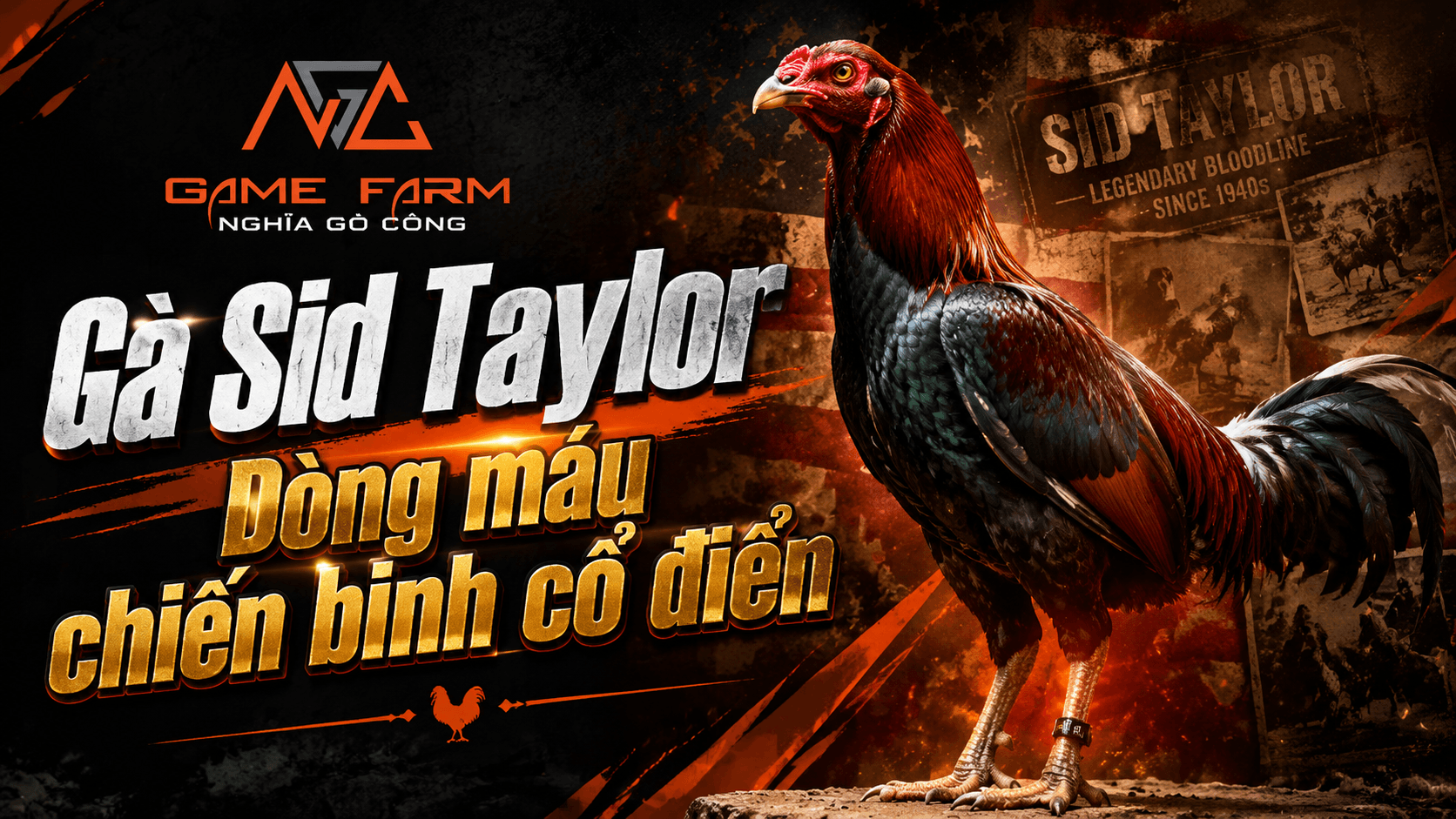 Gà Sid Taylor: nguồn gốc, đặc điểm ngoại hình và lối đá "stylish cutter"