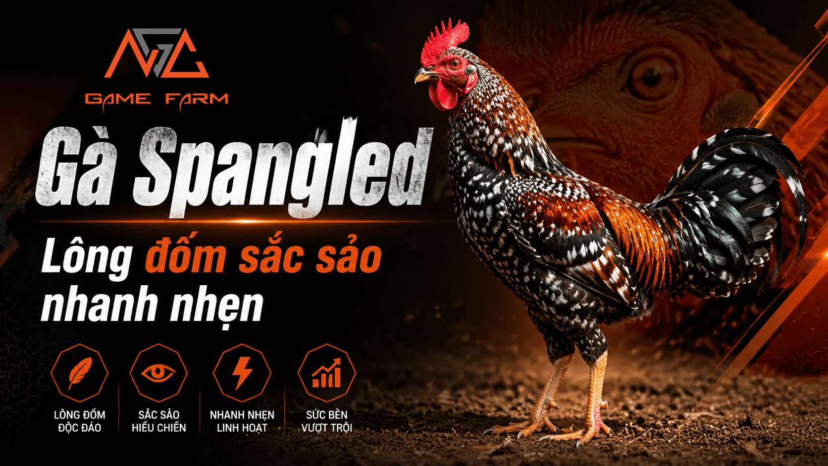 Gà Spangled — Dòng Hatch Lỳ Đòn Huyền Thoại Từ Mỹ