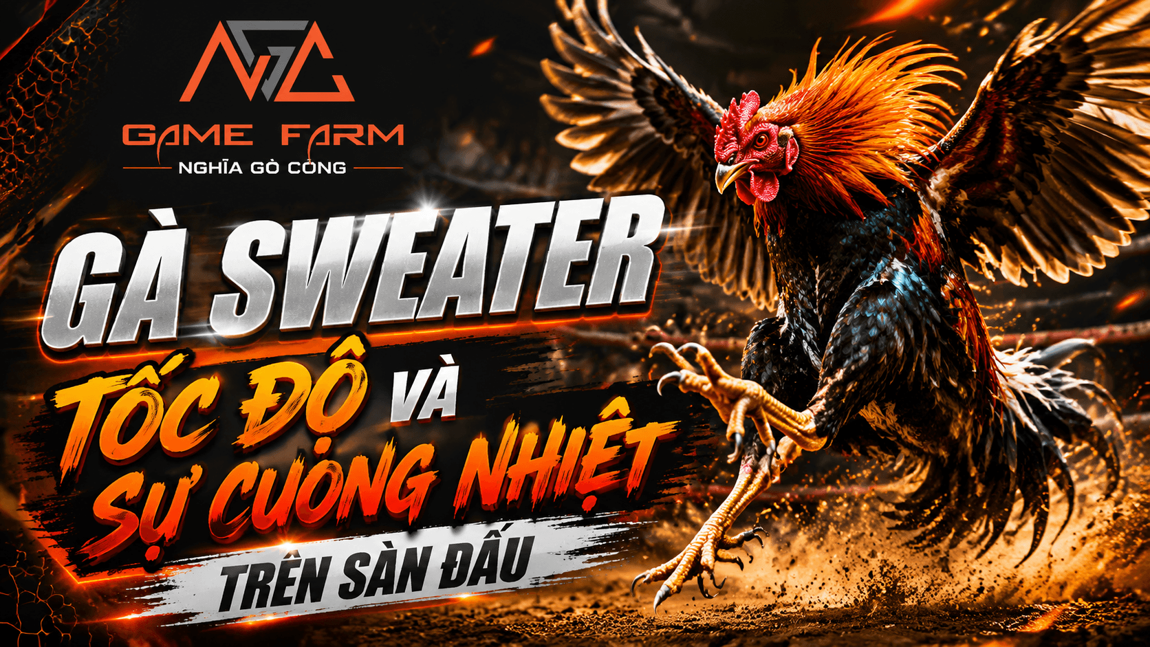 Gà Sweater Là Gì? Nguồn Gốc, Đặc Điểm và Phong Cách Thi Đấu