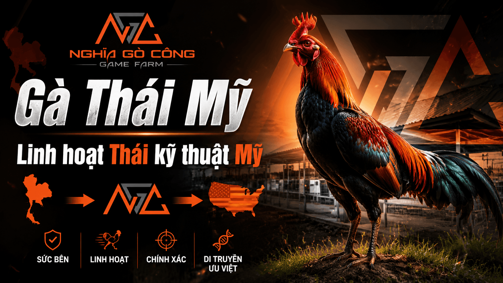 Gà Thái Mỹ: Nguồn Gốc, Đặc Điểm và Cách Nuôi Dòng Lai Bán Chạy Nhất