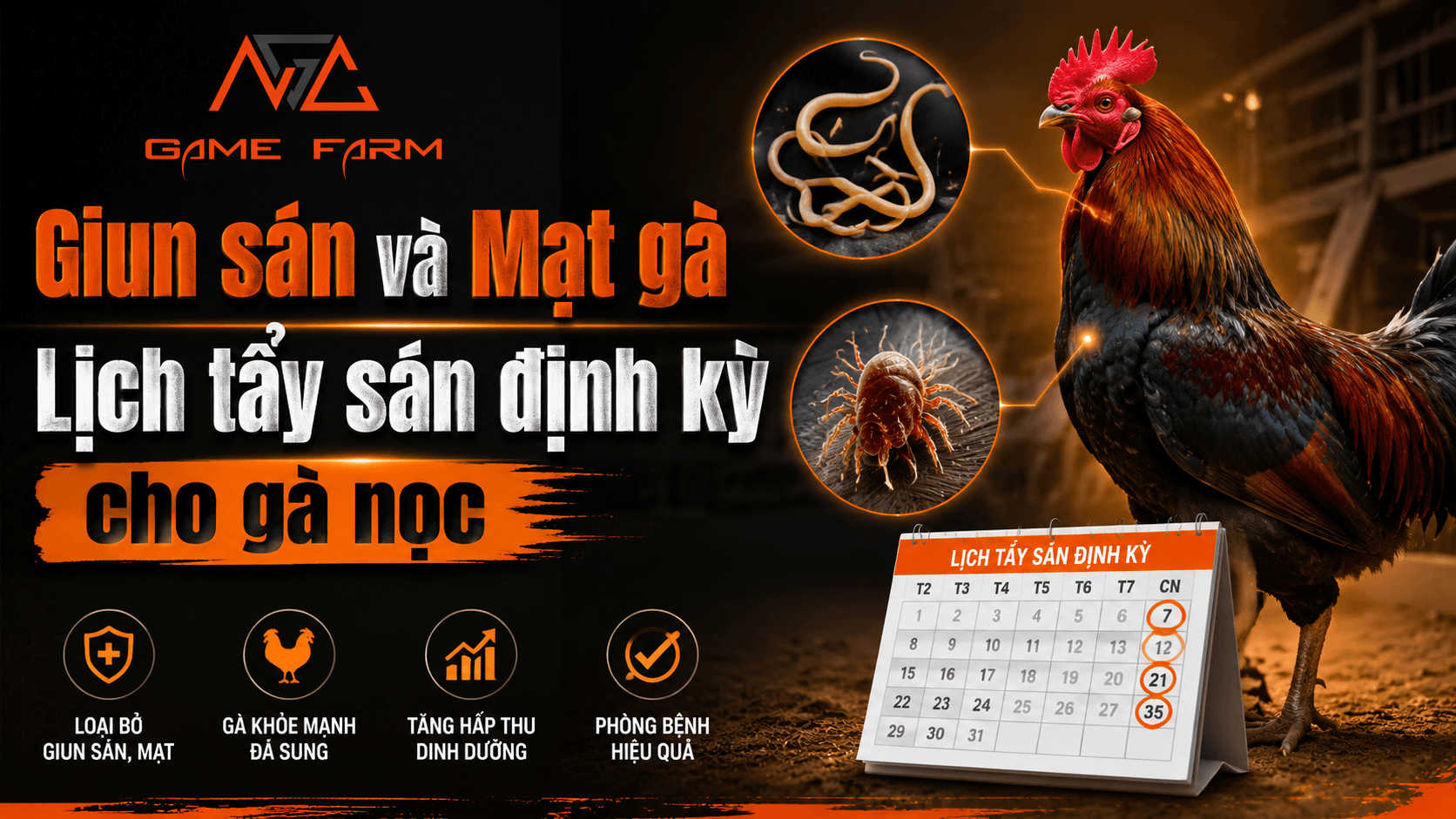 Giun Sán Mạt Gà: Lịch Tẩy Định Kỳ, Thuốc An Toàn Cho Gà Nọc