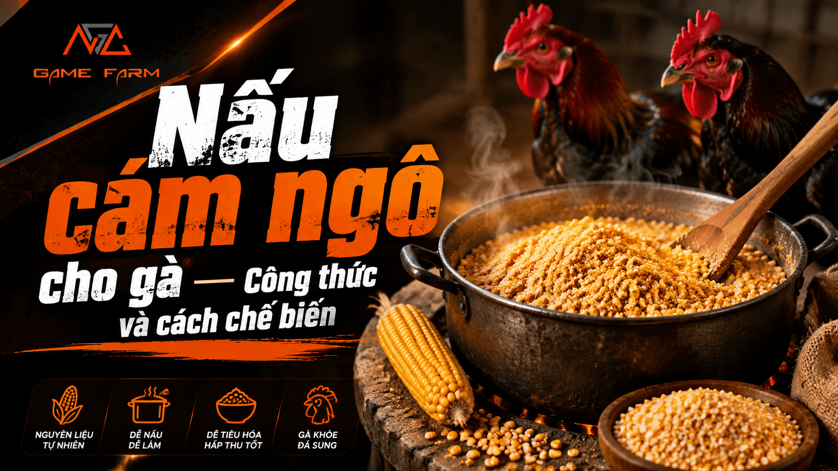 Nấu cám ngô cho gà — Công thức dinh dưỡng tự nhiên và cách chế biến chuẩn