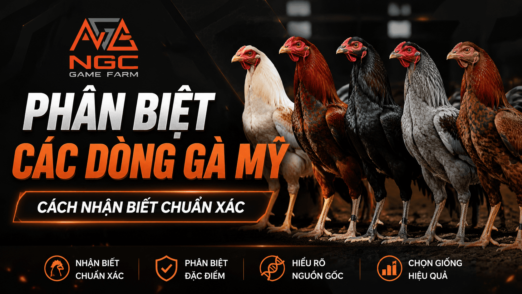Phân biệt các dòng gà Mỹ: Cách nhận biết chuẩn xác từ ngoại hình đến lối chiến