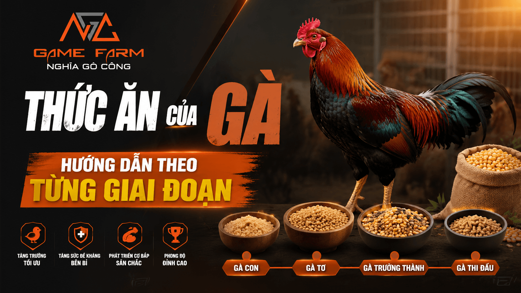 Thức ăn của gà: Phân loại, công thức phối trộn và chế độ ăn theo giai đoạn