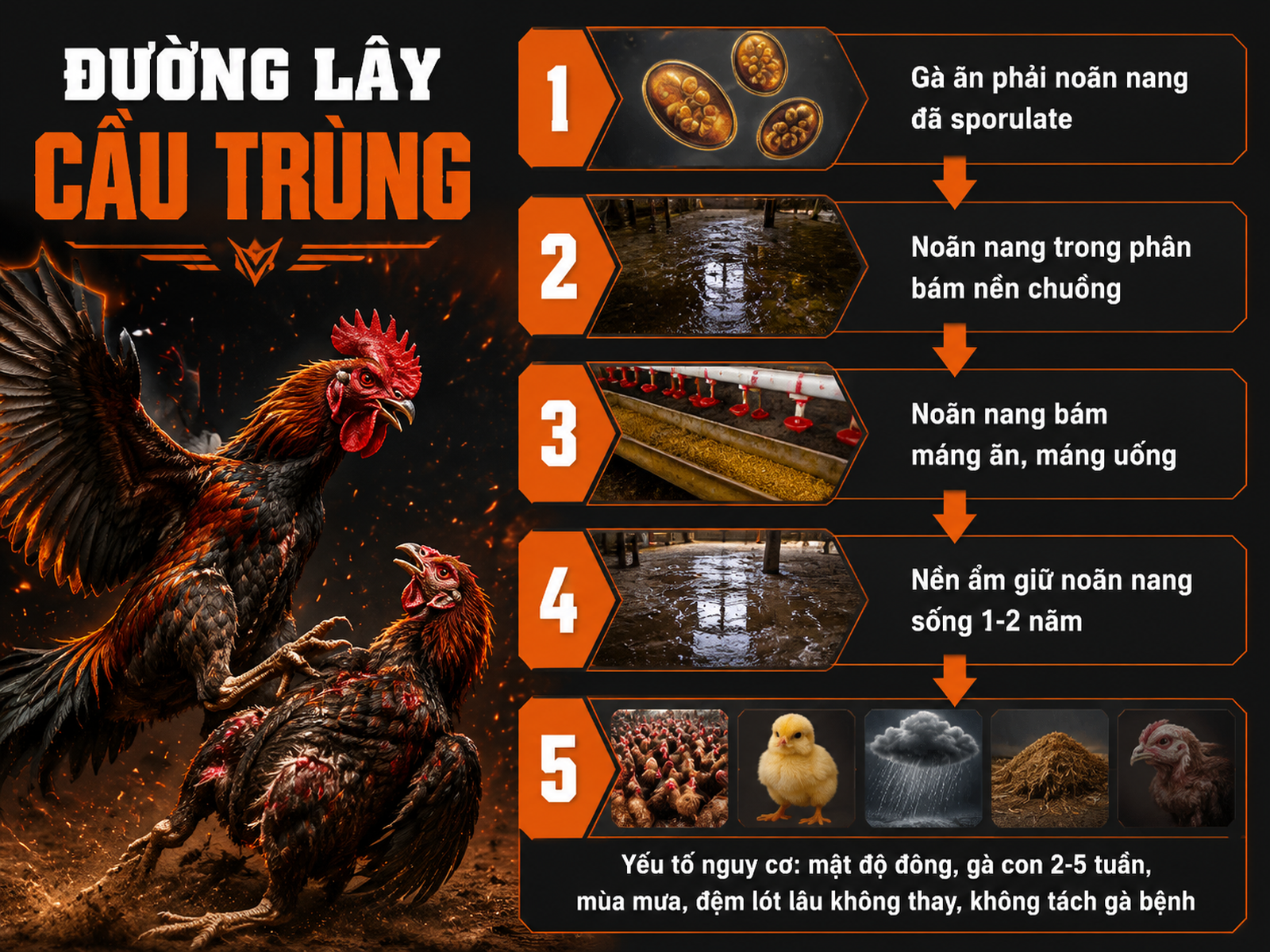 Diagram cơ chế lây truyền bệnh cầu trùng gà, phân gà, nền ẩm, gà con nguy cơ