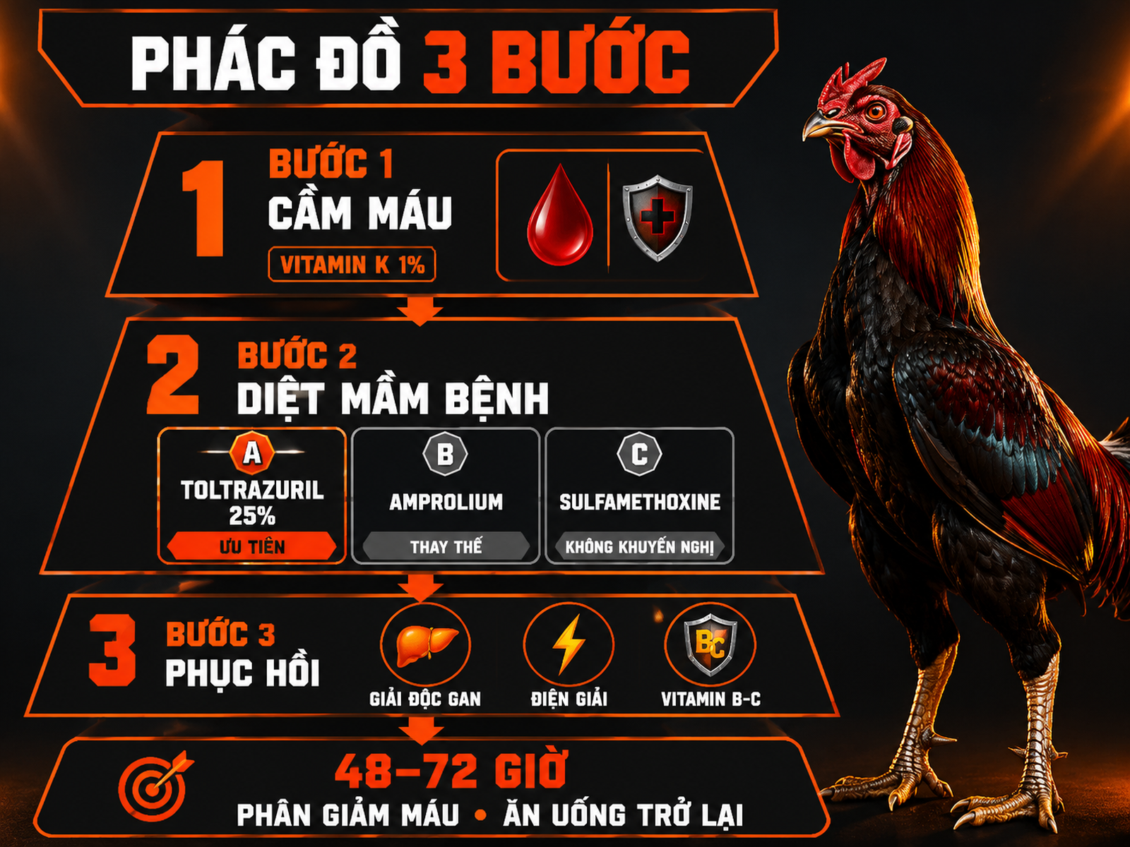 Infographic phác đồ điều trị cầu trùng gà 3 bước cầm máu diệt mầm bệnh phục hồi cho gà chiến