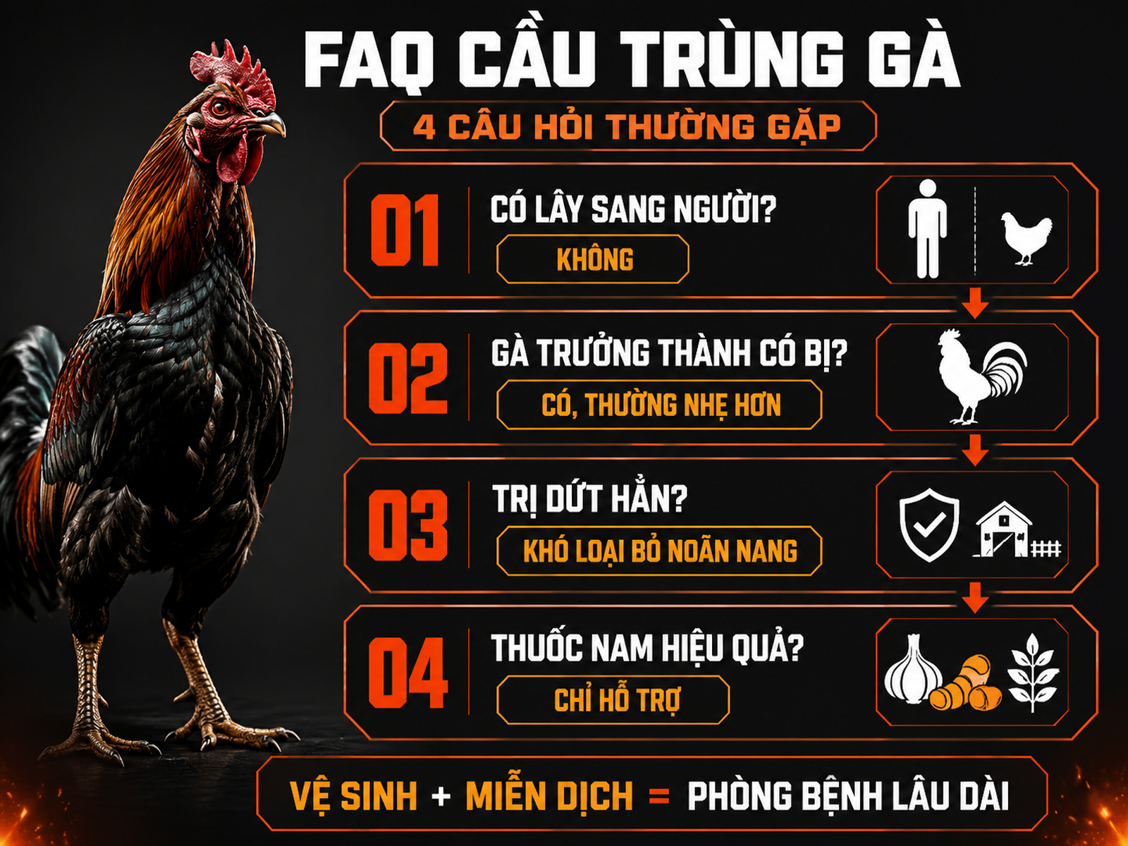 Infographic câu hỏi thường gặp về bệnh cầu trùng gà: lây sang người, tái nhiễm ở gà trưởng thành, khả năng trị dứt và hiệu quả thuốc nam