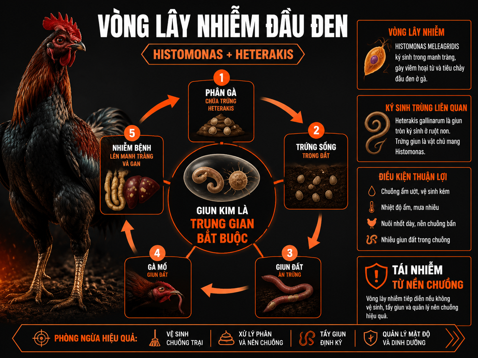 Sơ đồ vòng đời lây nhiễm bệnh đầu đen Histomoniasis ở gà qua giun kim Heterakis và giun đất
