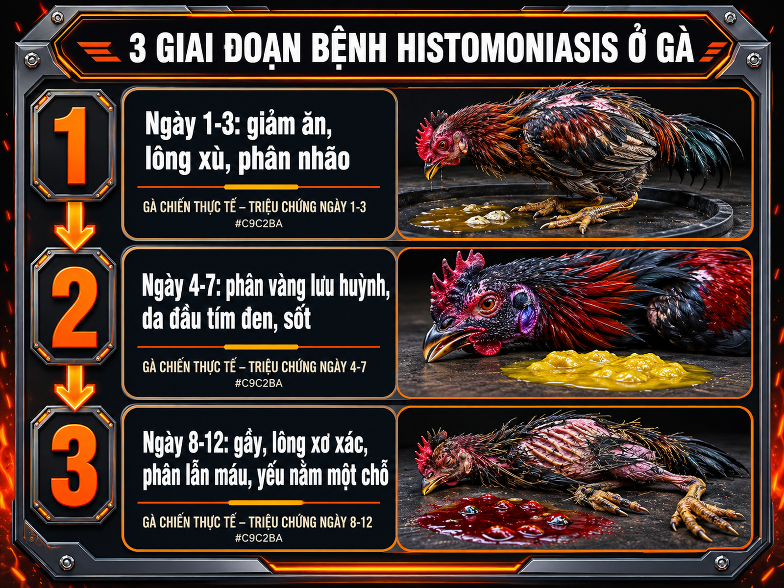 Infographic 3 giai đoạn triệu chứng bệnh đầu đen ở gà chiến, phân màu vàng, da đầu thâm, lông xơ xác, biểu hiện rõ ràng