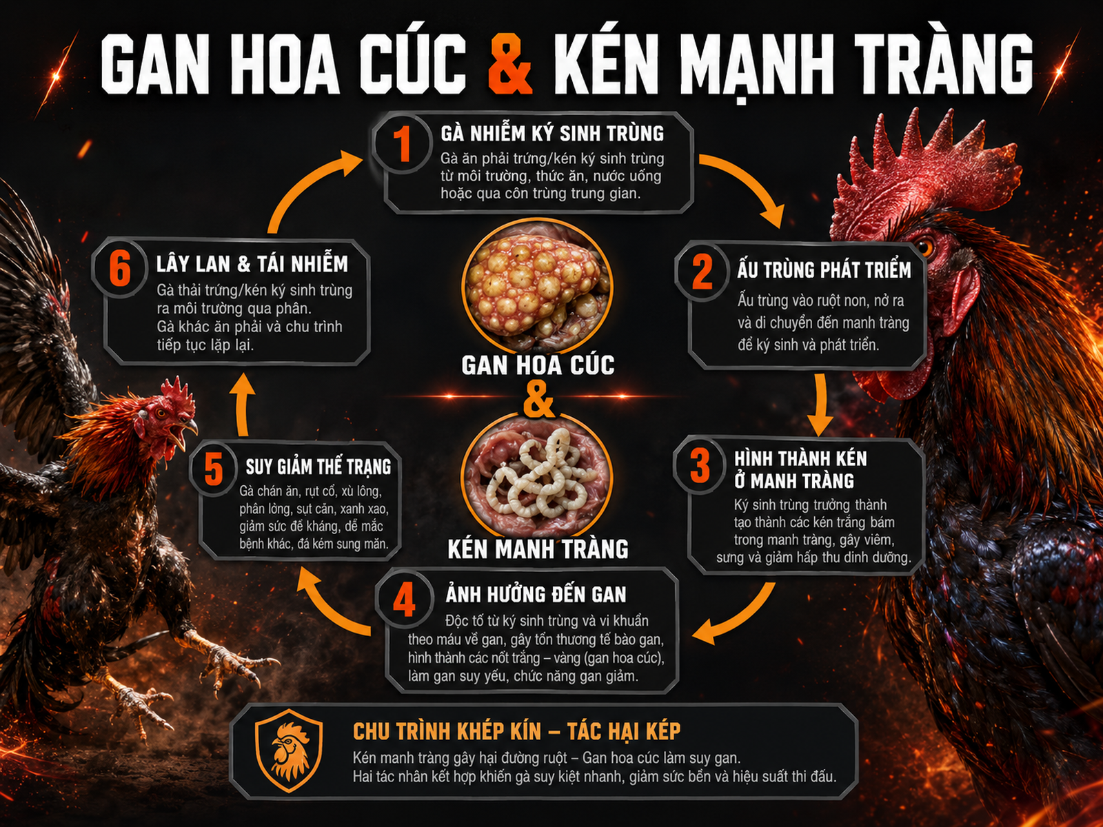 Hình ảnh diagram vòng tròn minh họa bệnh đầu đen gà, hiển thị 'Gan hoa cúc' và 'Kén manh tràng', trực quan cho người chăn nuôi