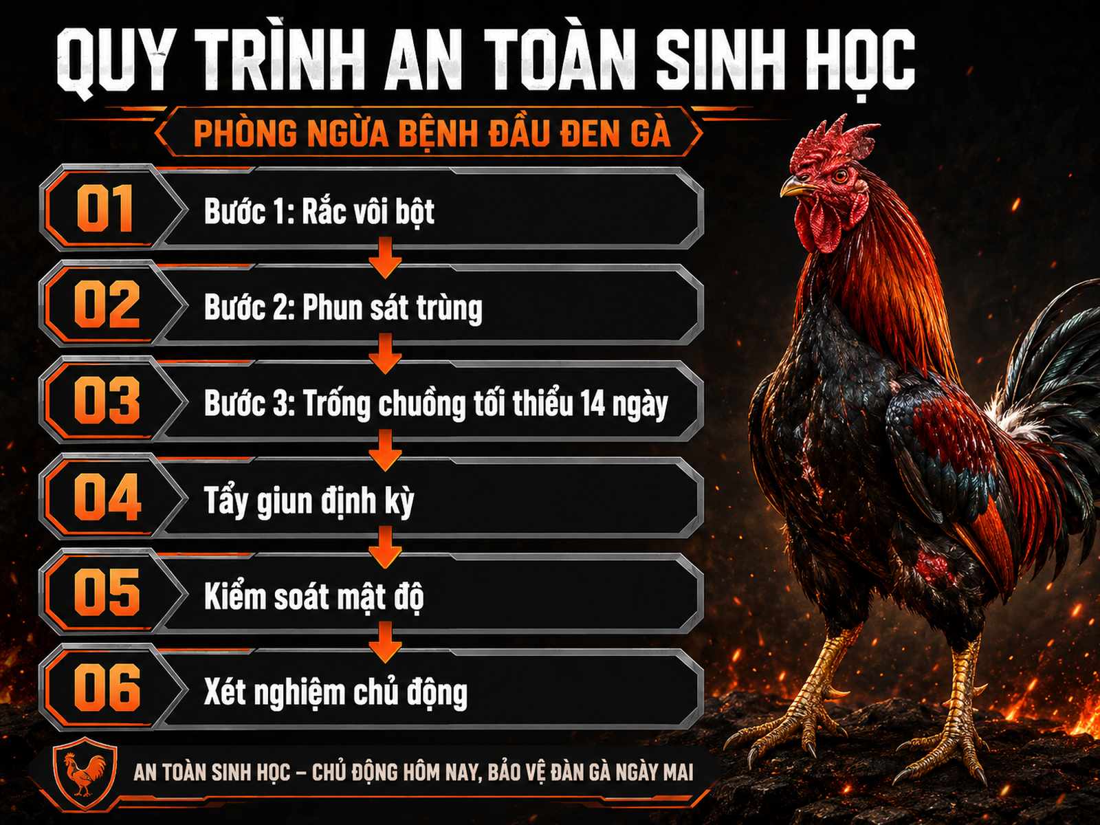 <vi SEO>Infographic quy trình phòng bệnh đầu đen gà với các bước an toàn sinh học, minh họa gà chiến và hướng dẫn cụ thể.