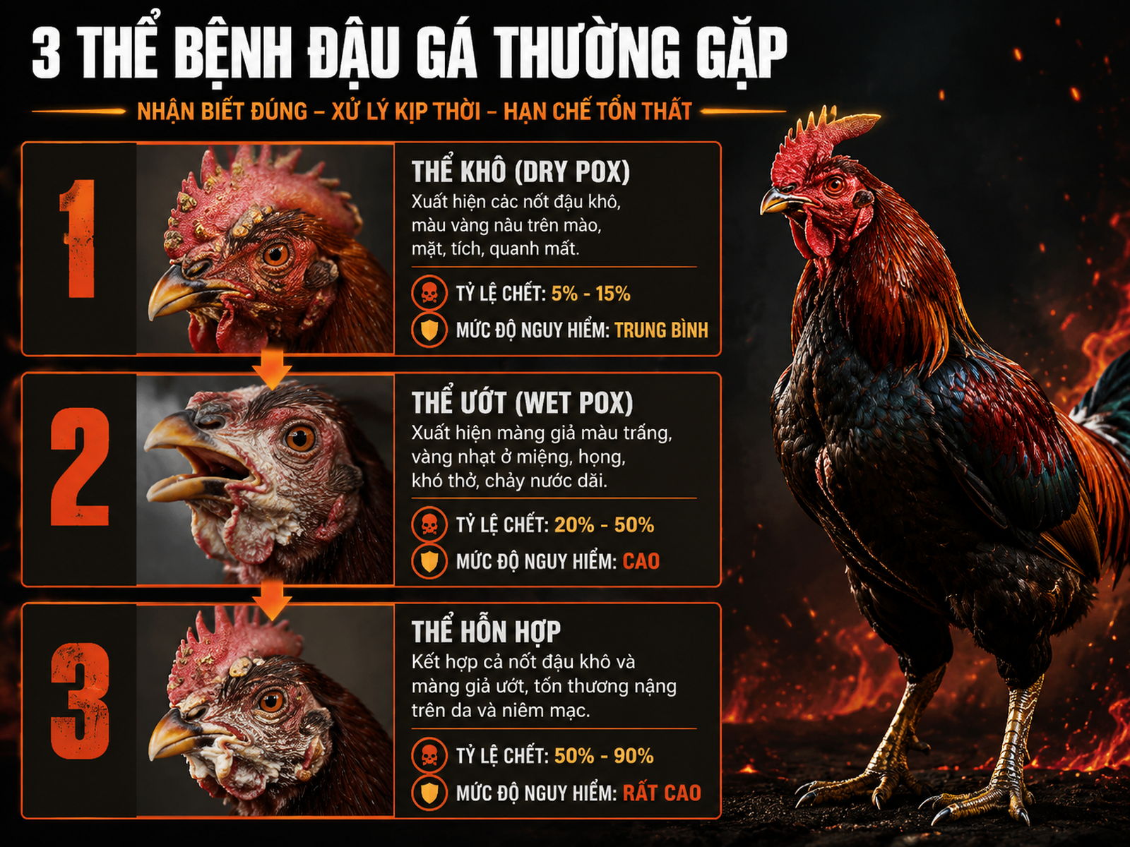 Minh họa trực quan 3 thể bệnh đậu gà: khô, ướt, hỗn hợp với tỷ lệ tử vong, gà chiến oai vệ, biểu đồ trực quan dễ đọc
