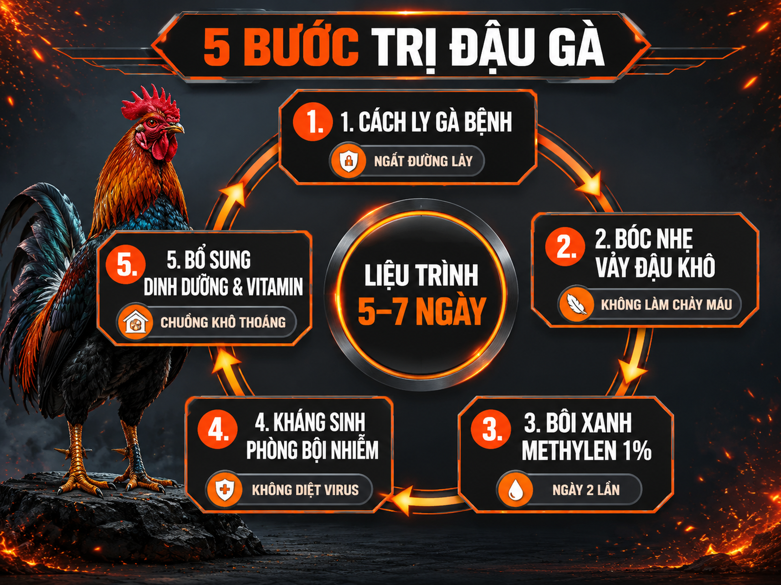 Infographic 5 bước điều trị bệnh đậu gà thể khô từ cách ly đến bổ sung dinh dưỡng