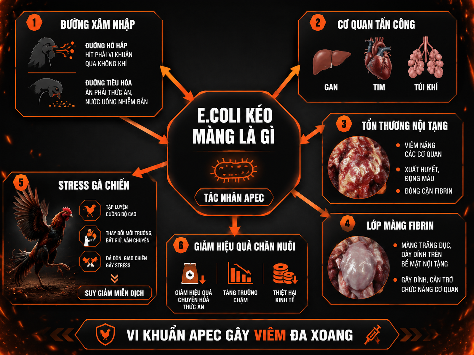 Infographic E.coli kéo màng ở gà chiến cơ chế bệnh và rủi ro