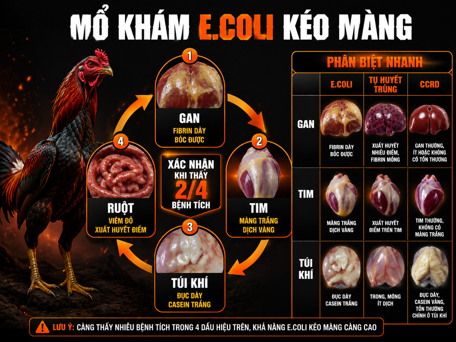 Infographic bệnh tích mổ khám E.coli kéo màng trên gà, so sánh gan tim túi khí ruột với tụ huyết trùng và CCRD