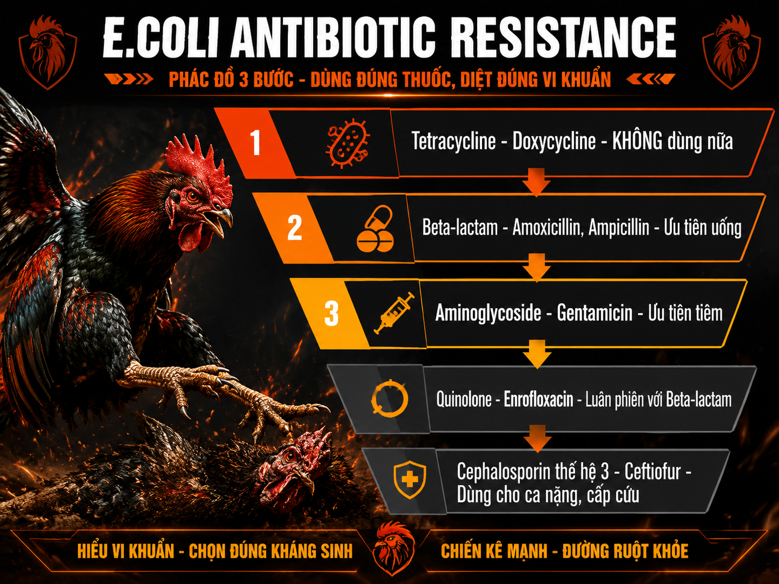Bảng phễu kháng sinh E.coli gà chiến, thể hiện nhóm thuốc, mức nhạy và hướng dẫn dùng