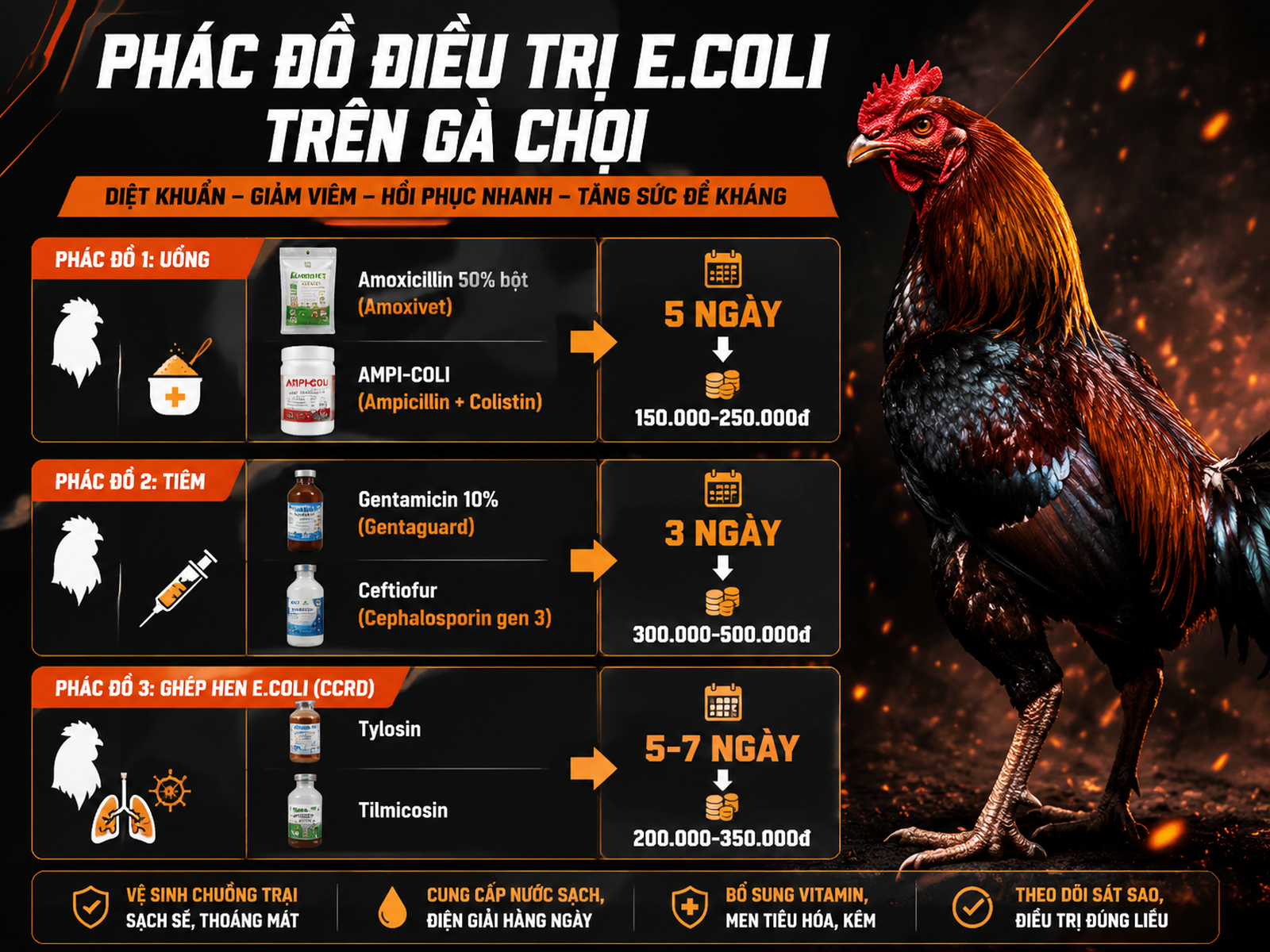 <vi SEO>Infographic phác đồ điều trị E.coli kéo màng trên gà chiến, gồm uống, tiêm, ghép hen, liều và chi phí