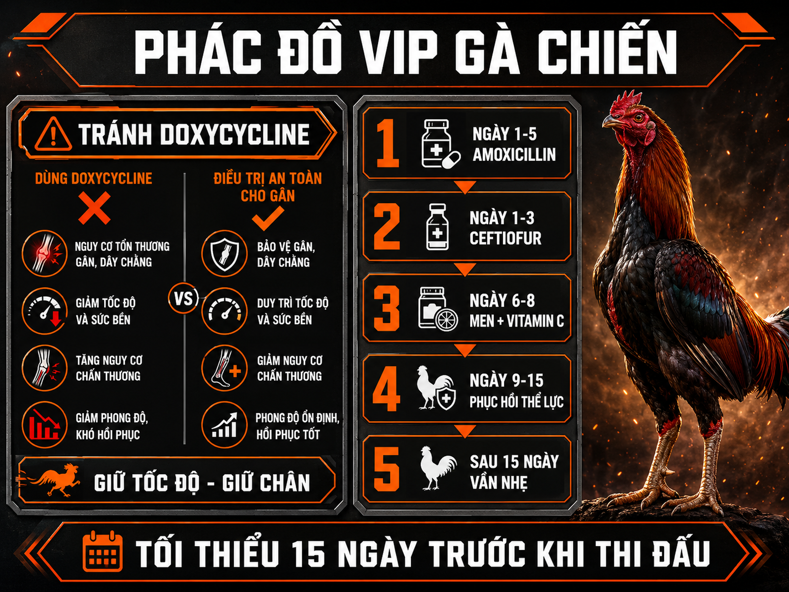 Infographic phác đồ trị E.coli cho gà chiến giữ thể lực, hồi phục 15 ngày trước khi vần lại